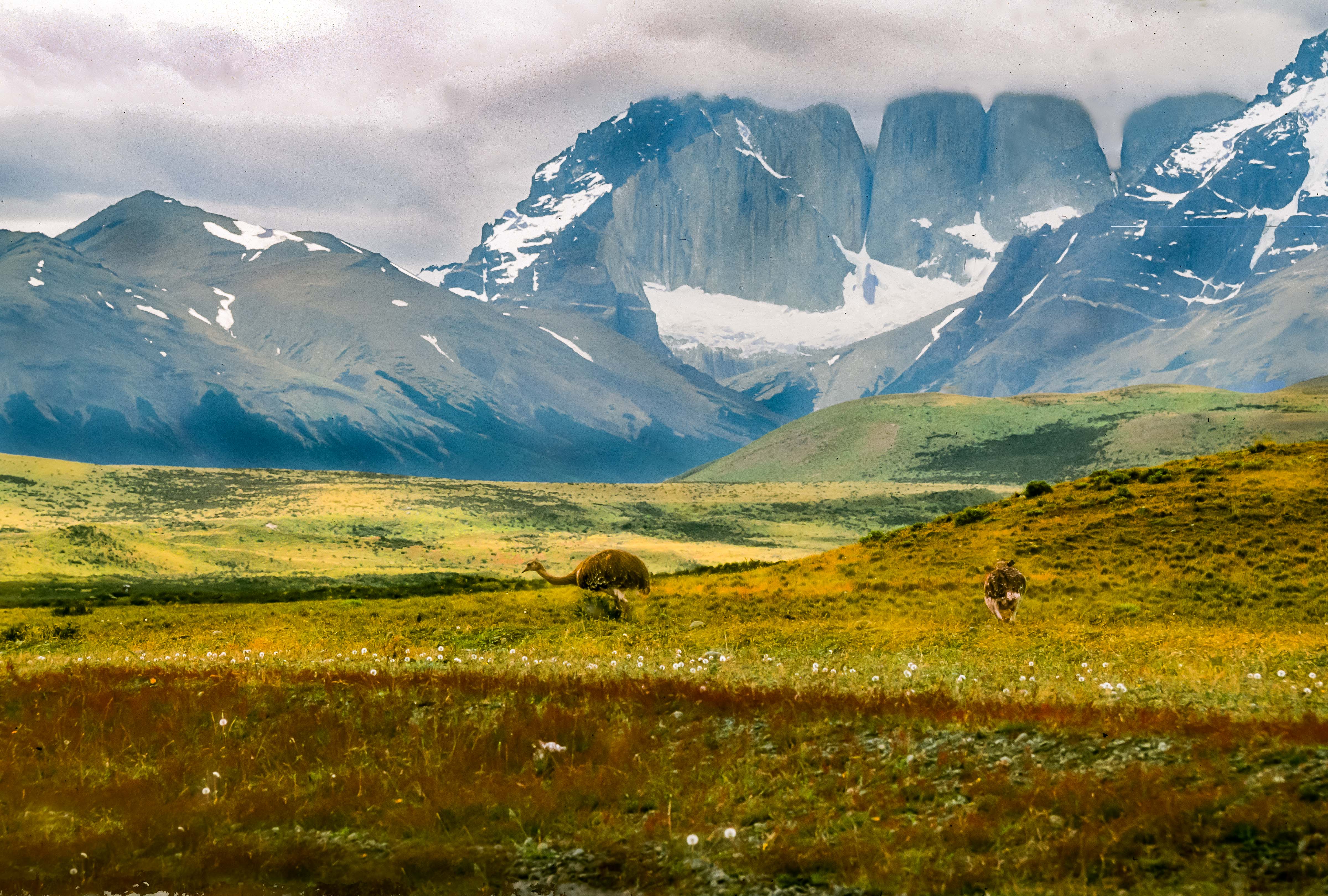 Chile, Torres Del Paine, Rhea And Towers, 2004