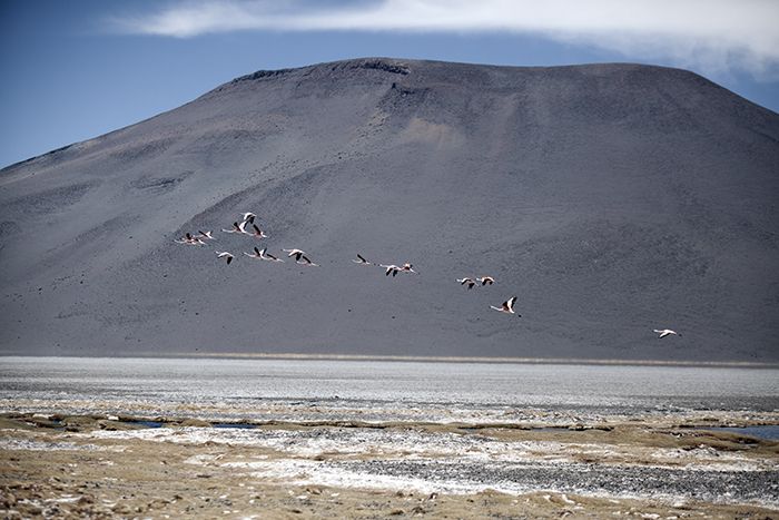 Chile, Antofagasta Prov, Flamingo Mountain, 2010, IMG 4161