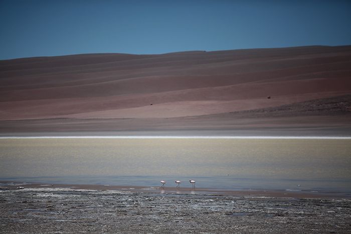 Chile, Antofagasta Prov, Flamingos In Laguna, 2010, IMG 3977