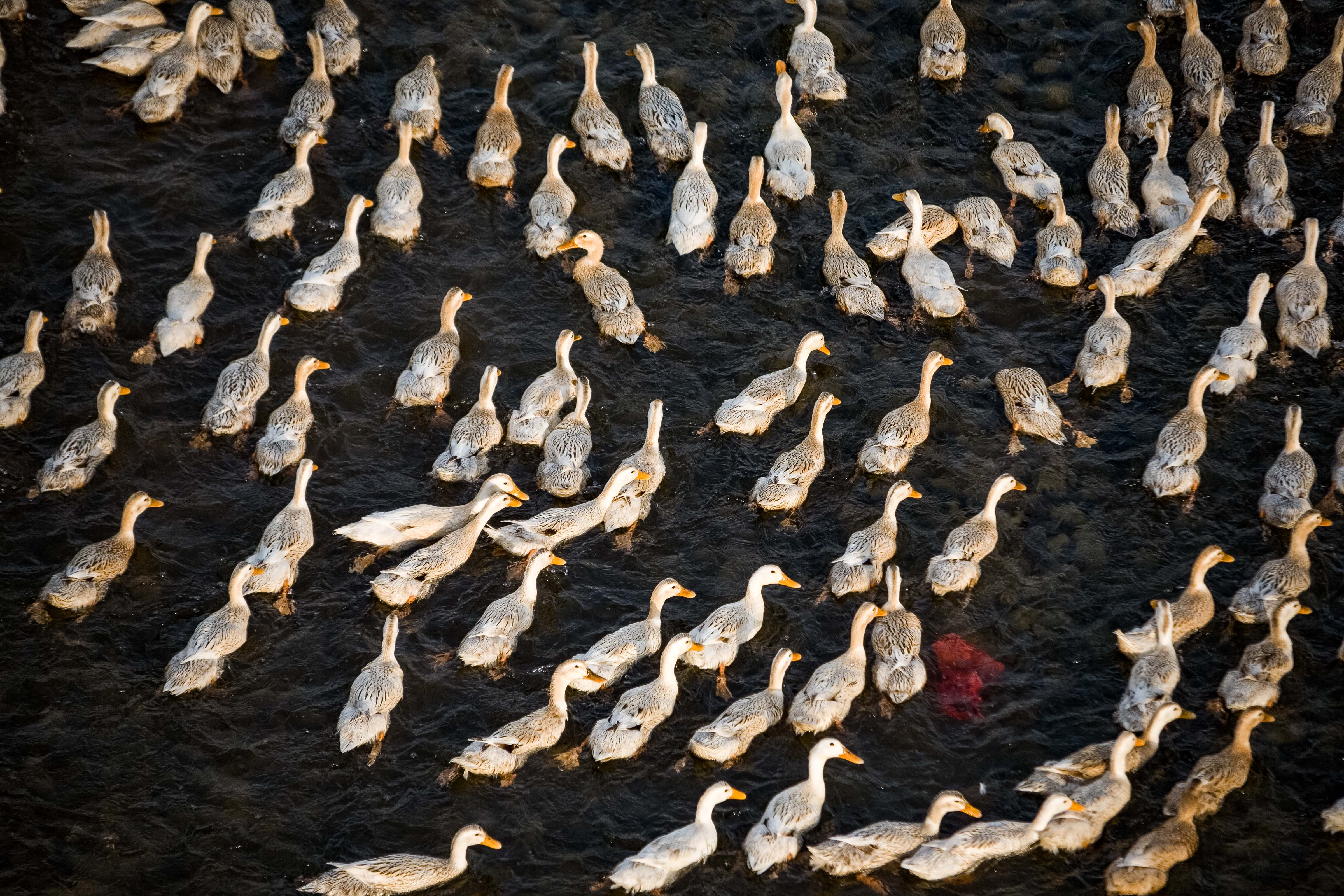 China, Jiangxi Province, Fishing Ducks, 2008, IMG_9668
