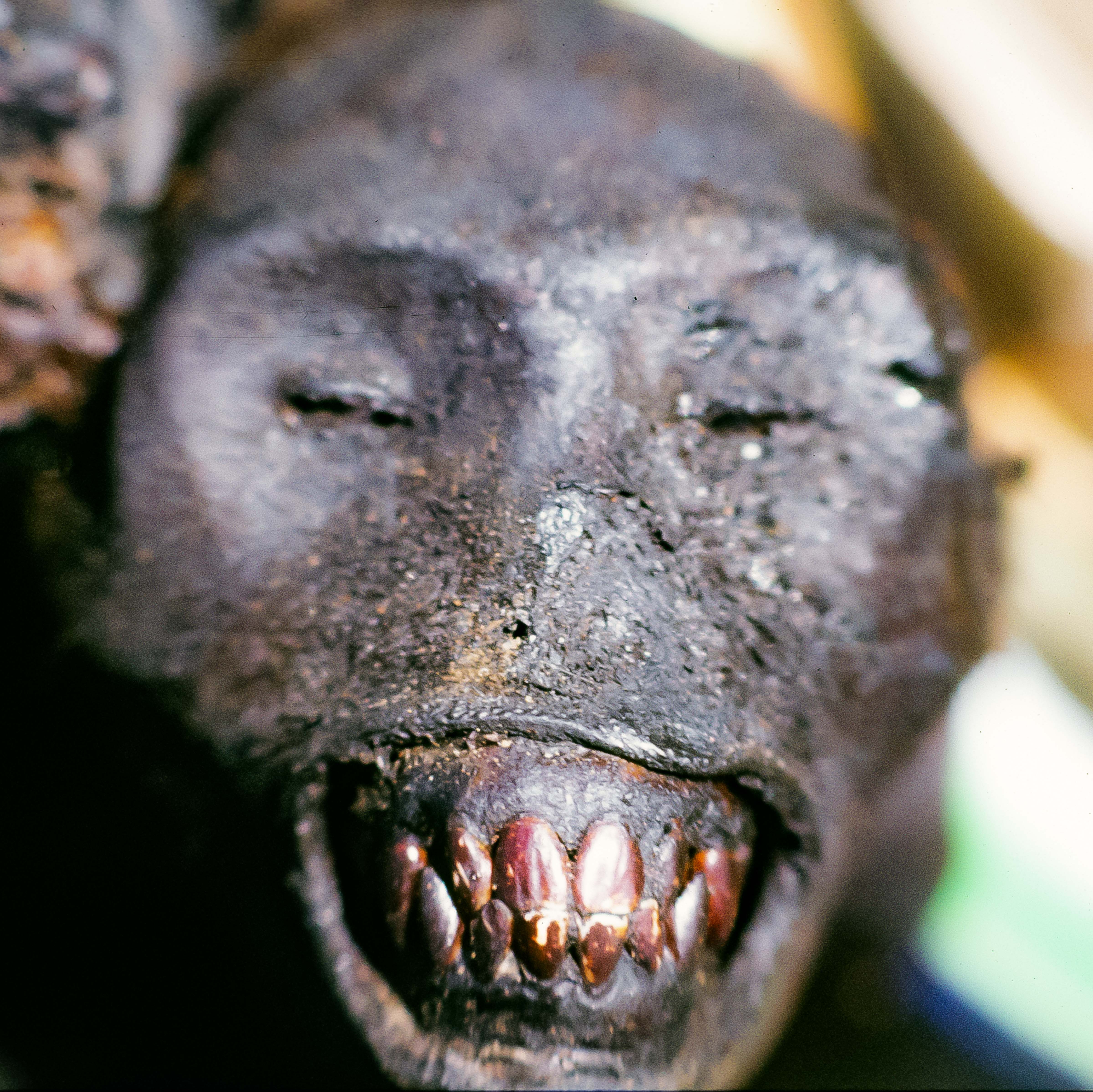Congo Zaire, Roasted Monkey, 1984