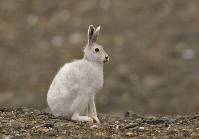 DK, Greenland, Bliss Bugt, Arctic Hare, 2007, IMG_3527CU1