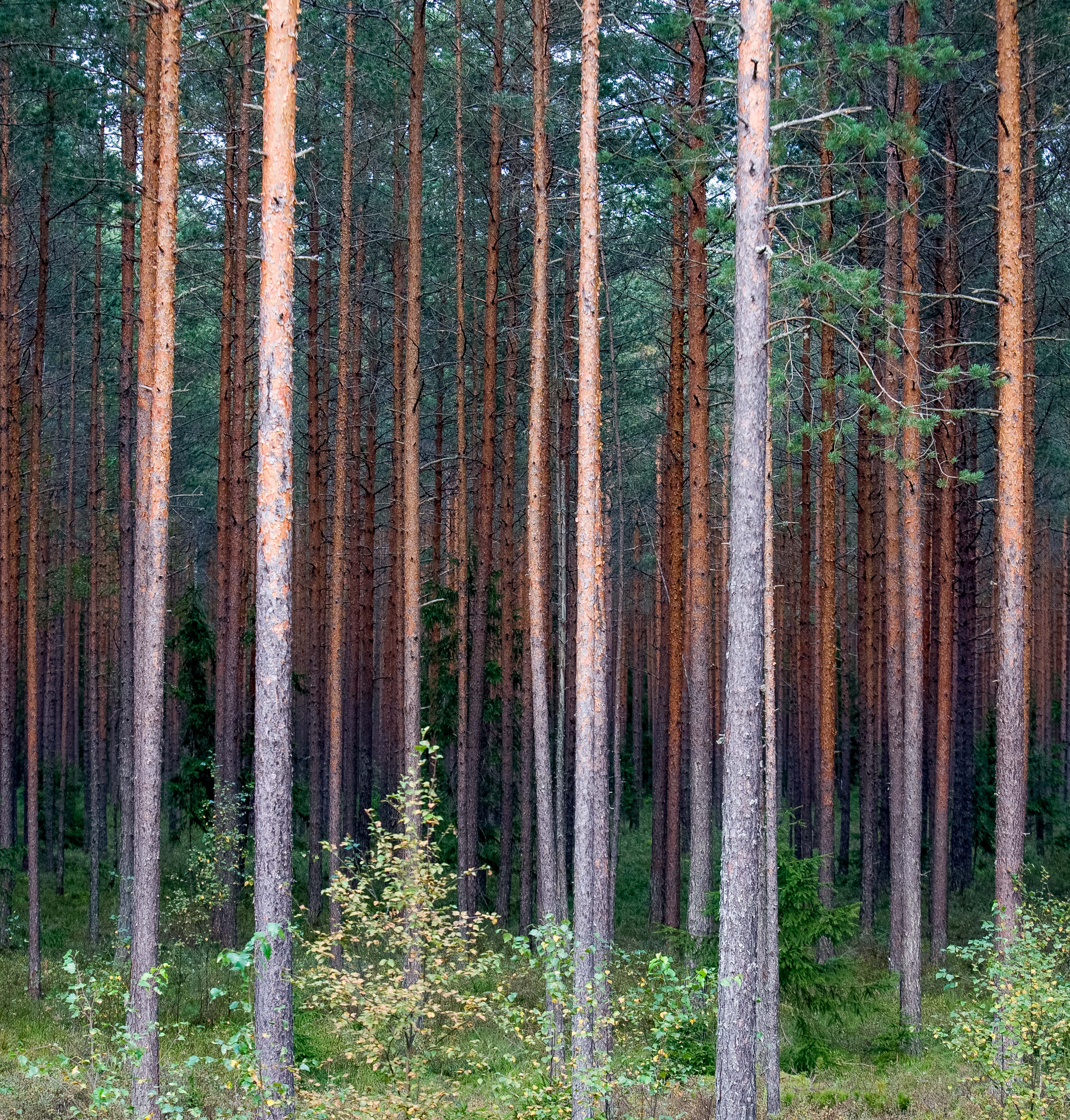 Estonia, Polvamaa Prov, Forest, 2010, IMG_1534