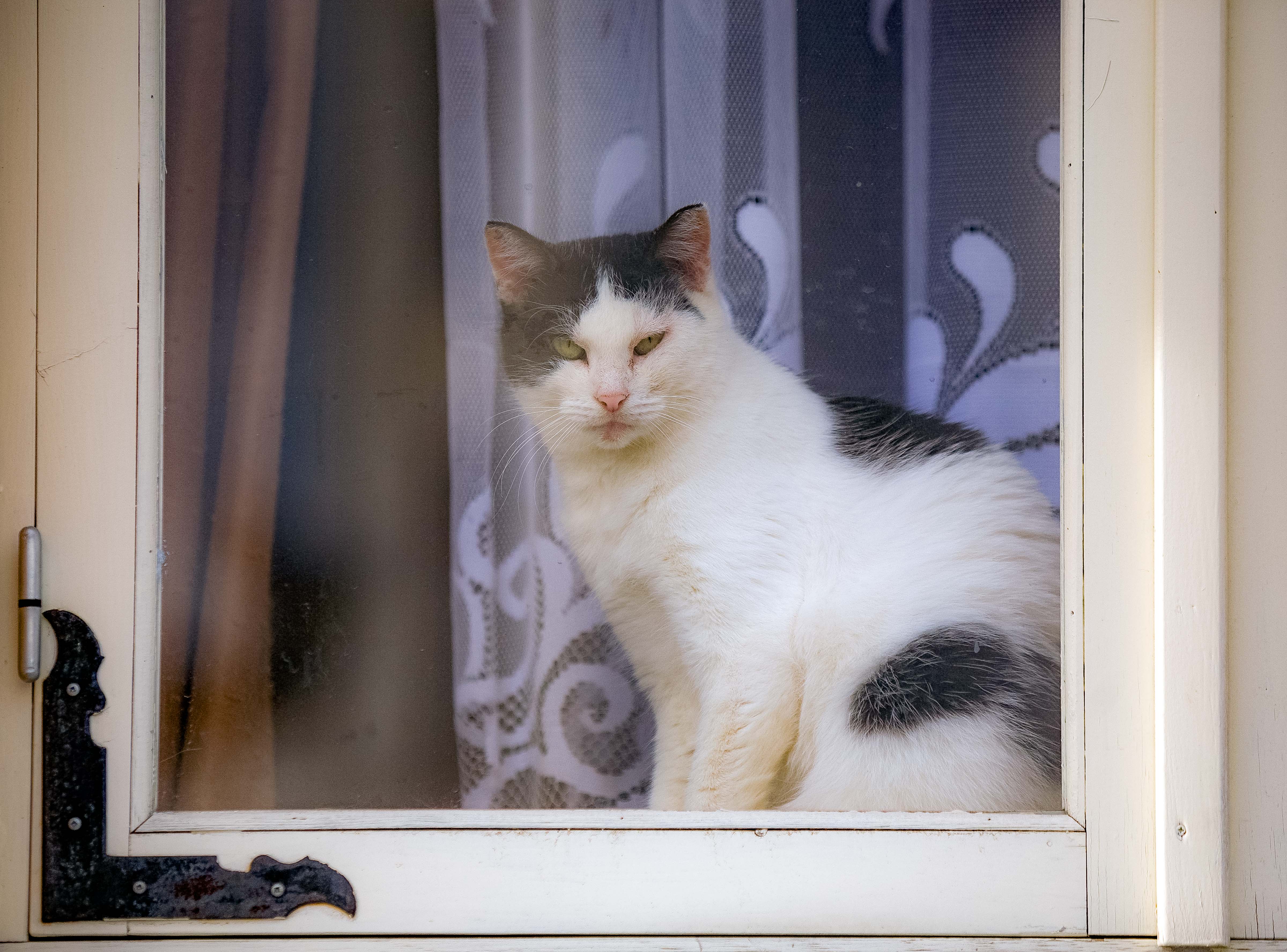 Estonia, Viljandimaa Prov, Cat In Window, 2010, IMG_1419