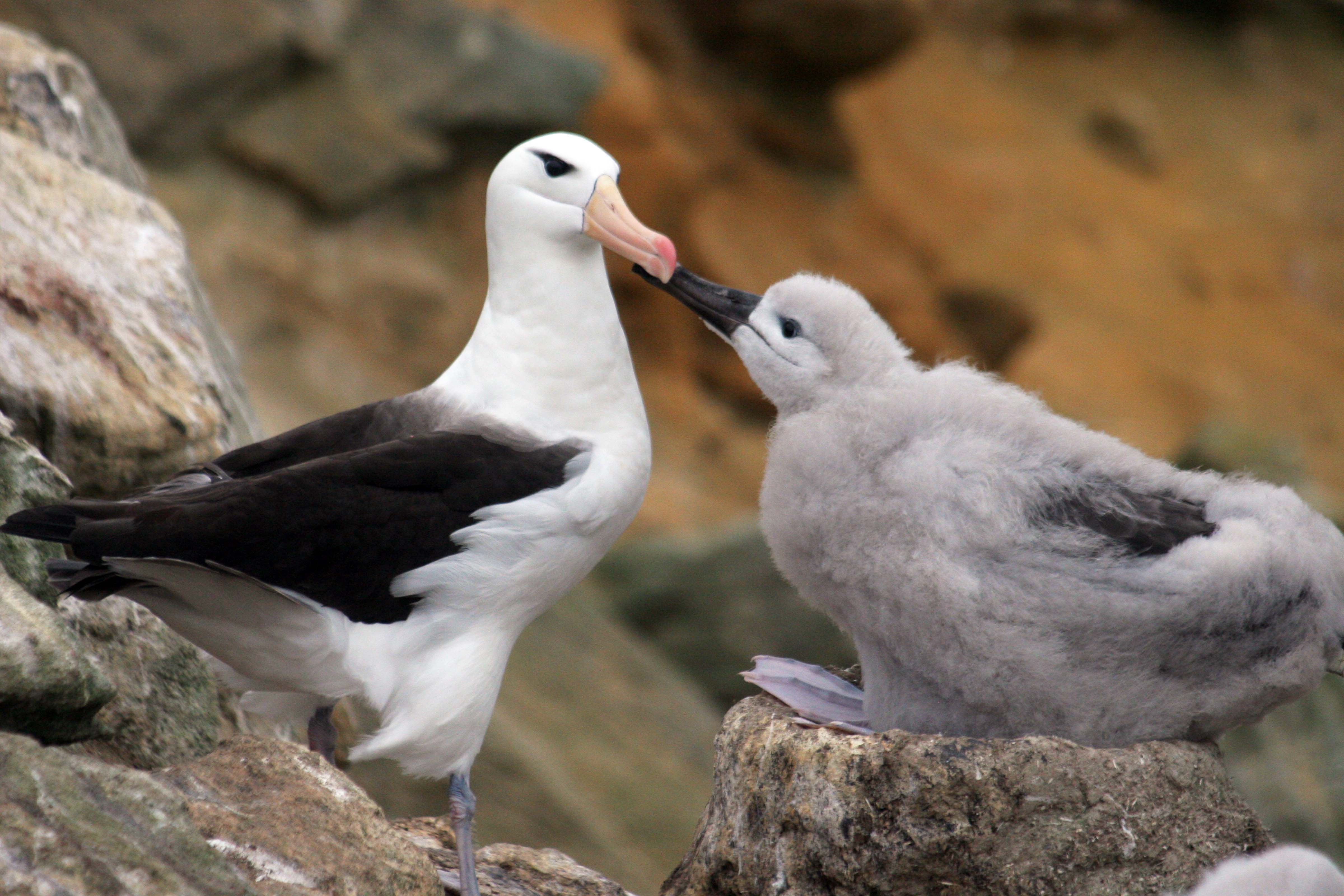 Falkland Is, Black-browed Albatross Feeding Young, 2006