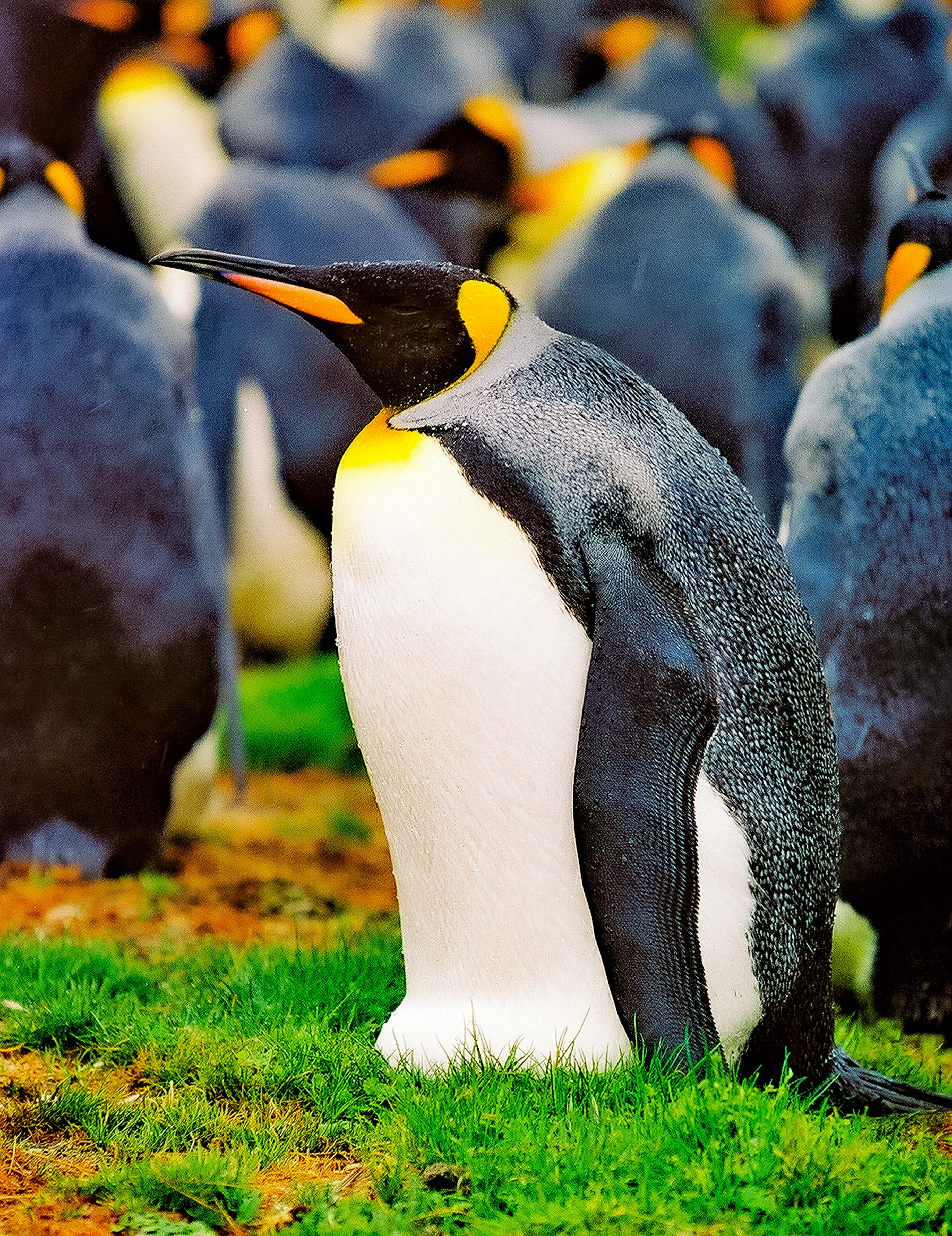Falkland Is, King Penguin, 2002