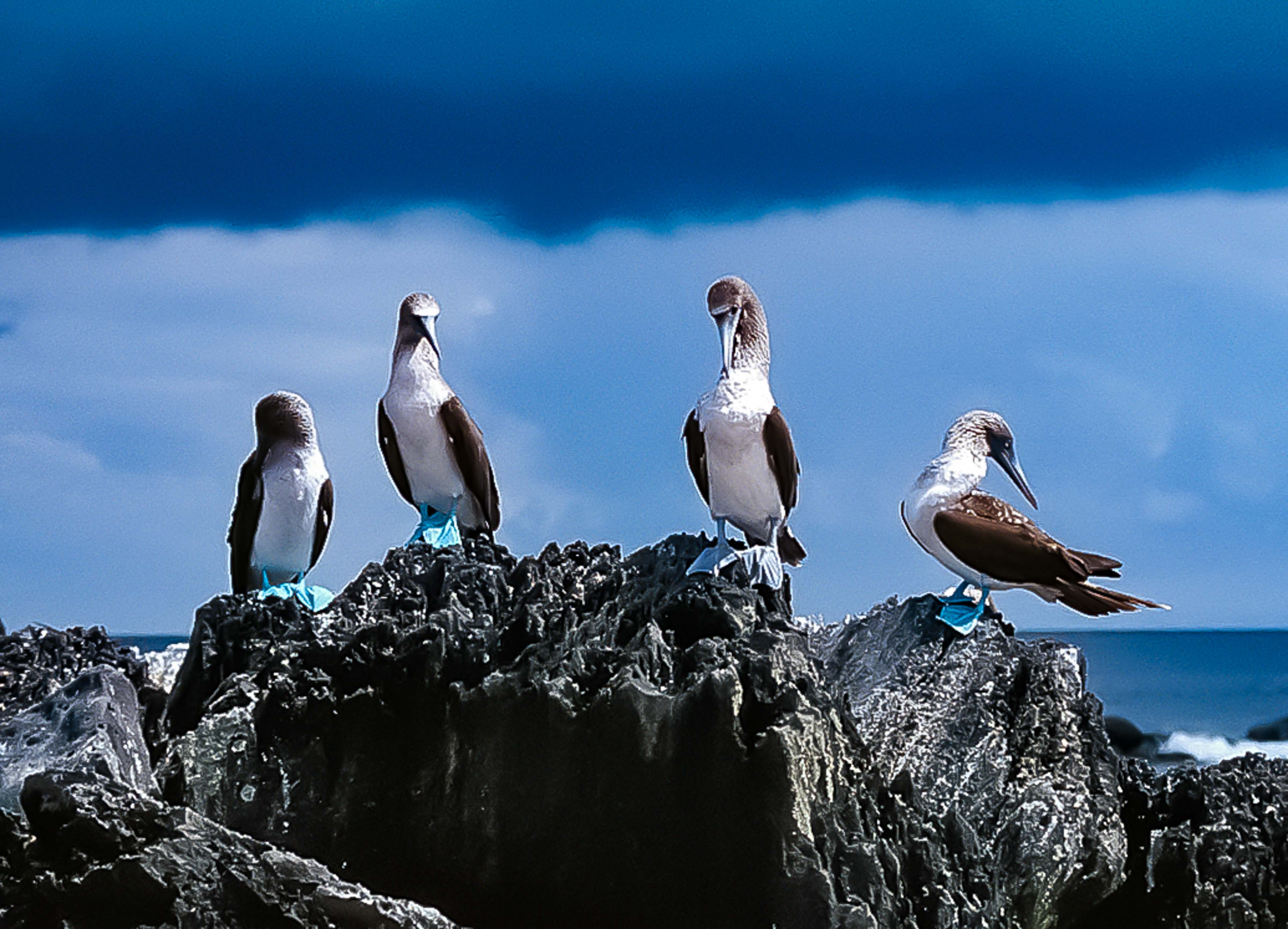 Galapagos, Blue Footed Boobies, 1997
