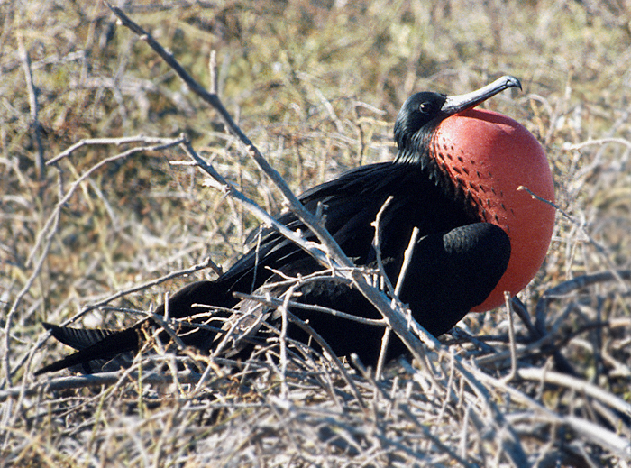 Galapagos, Male Frigate Bird, 1997