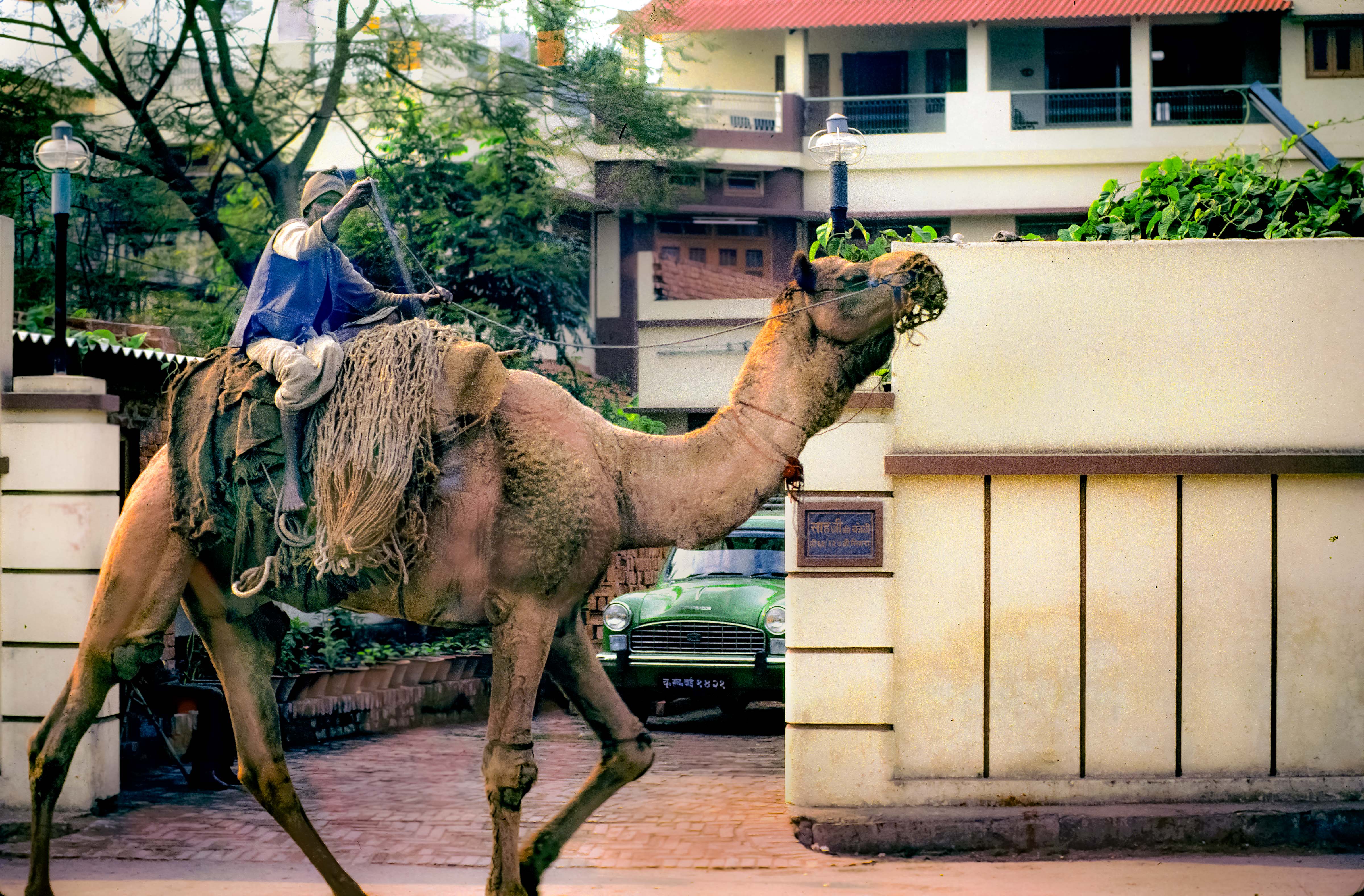 India, Varanasi, Large Camel, 1984