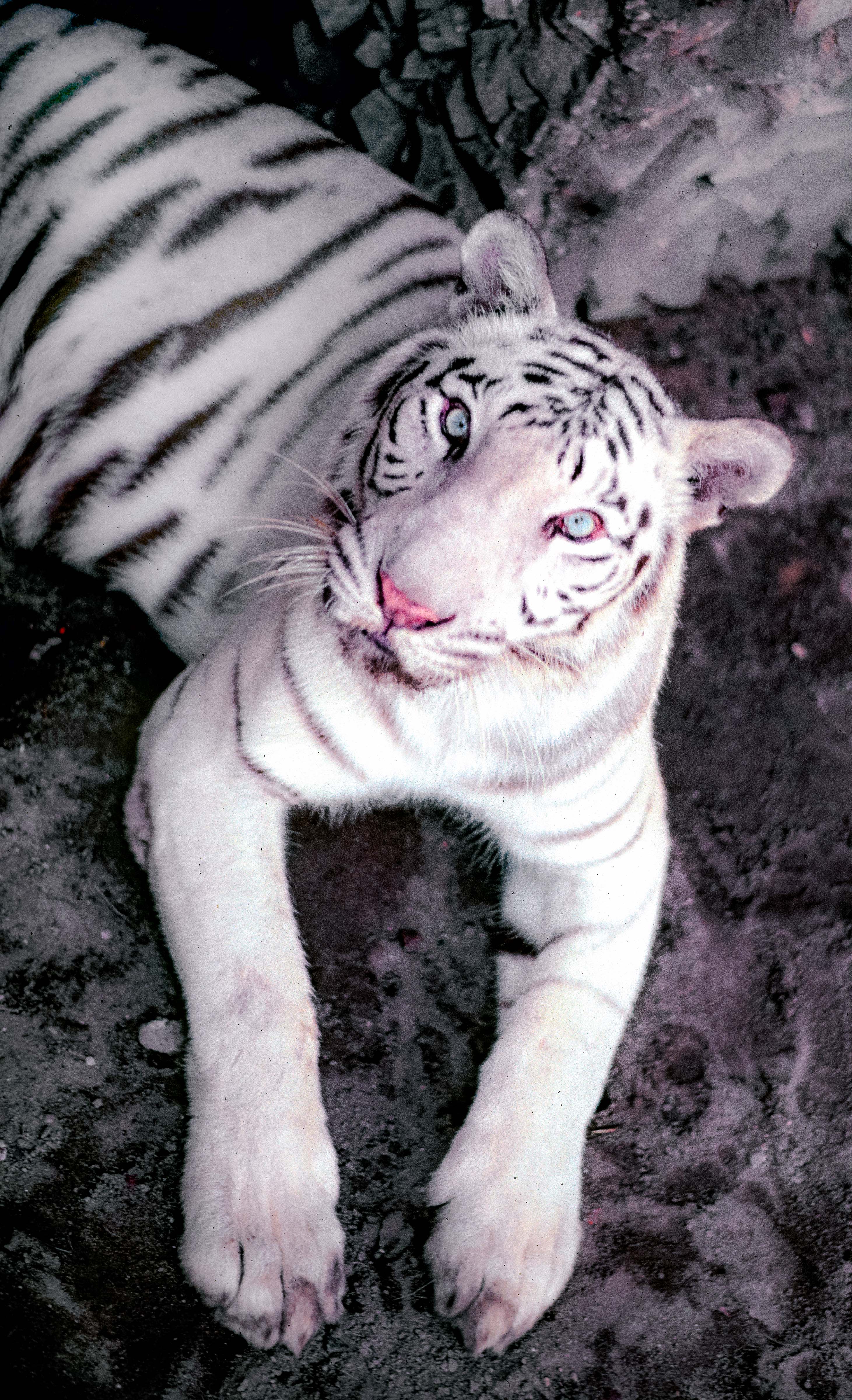 India, White Tiger, 1984