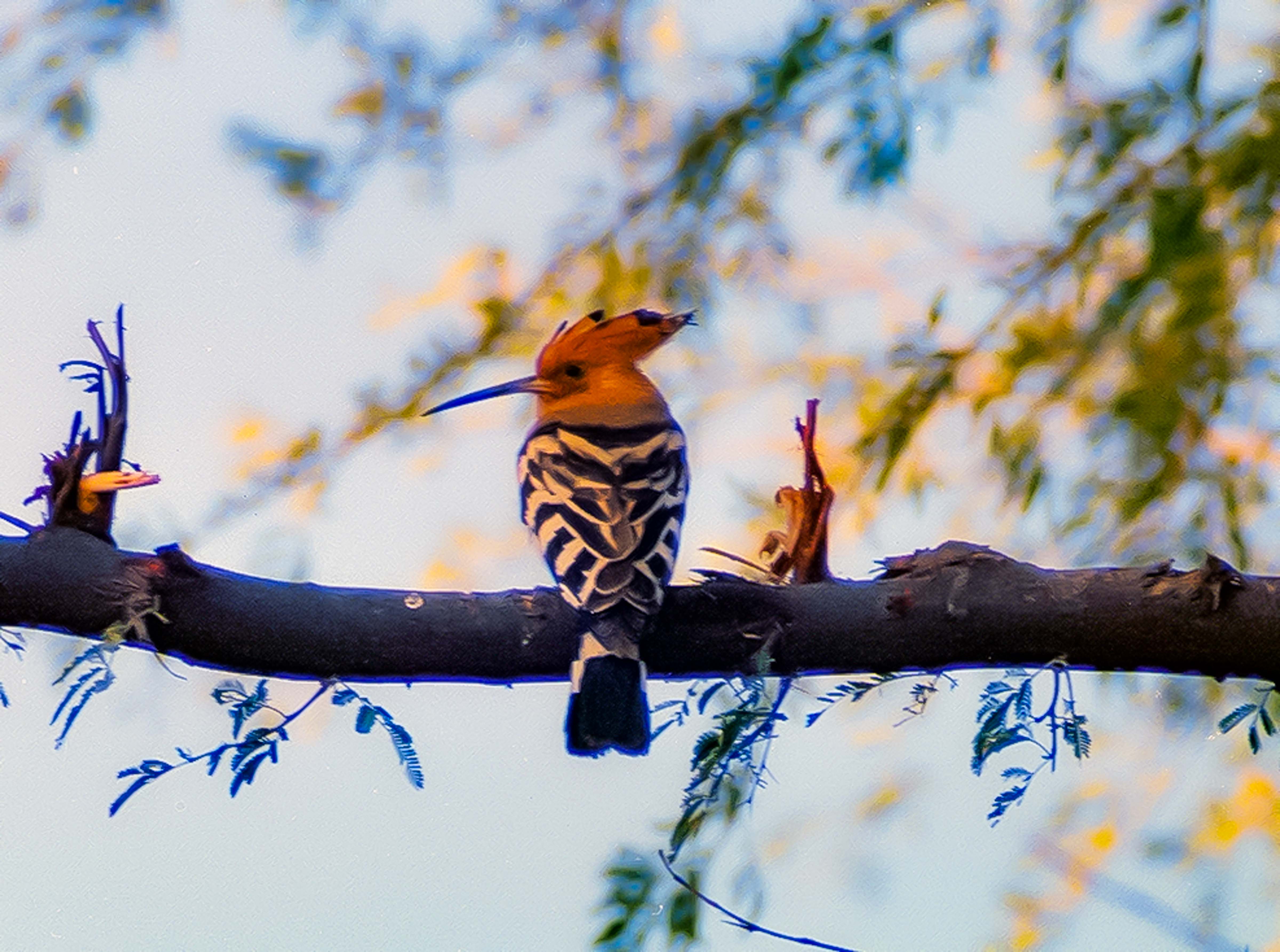India, Woodpecker, 1984