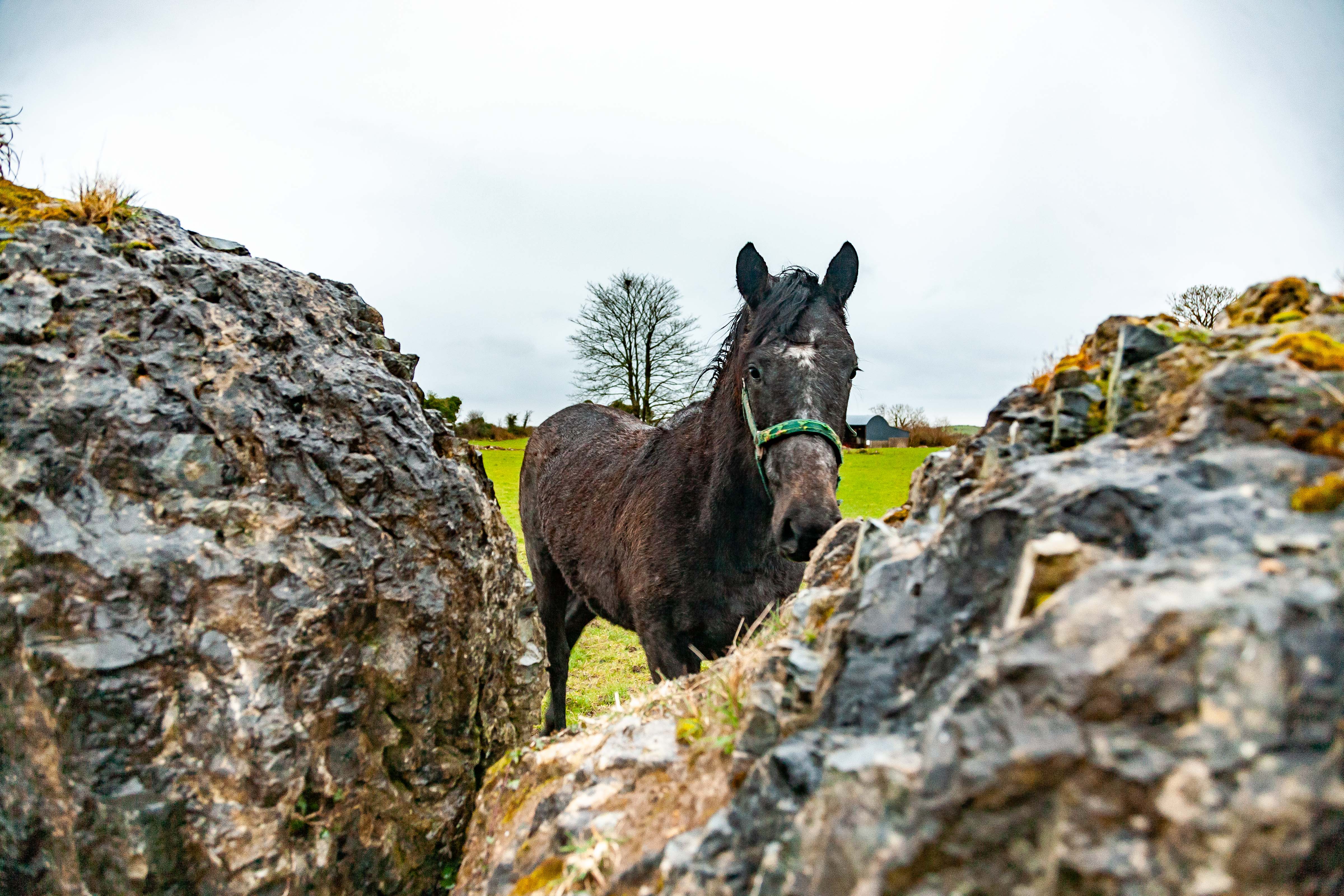 Ireland, Clare Prov, Horse Rocks, 2009, IMG 0268