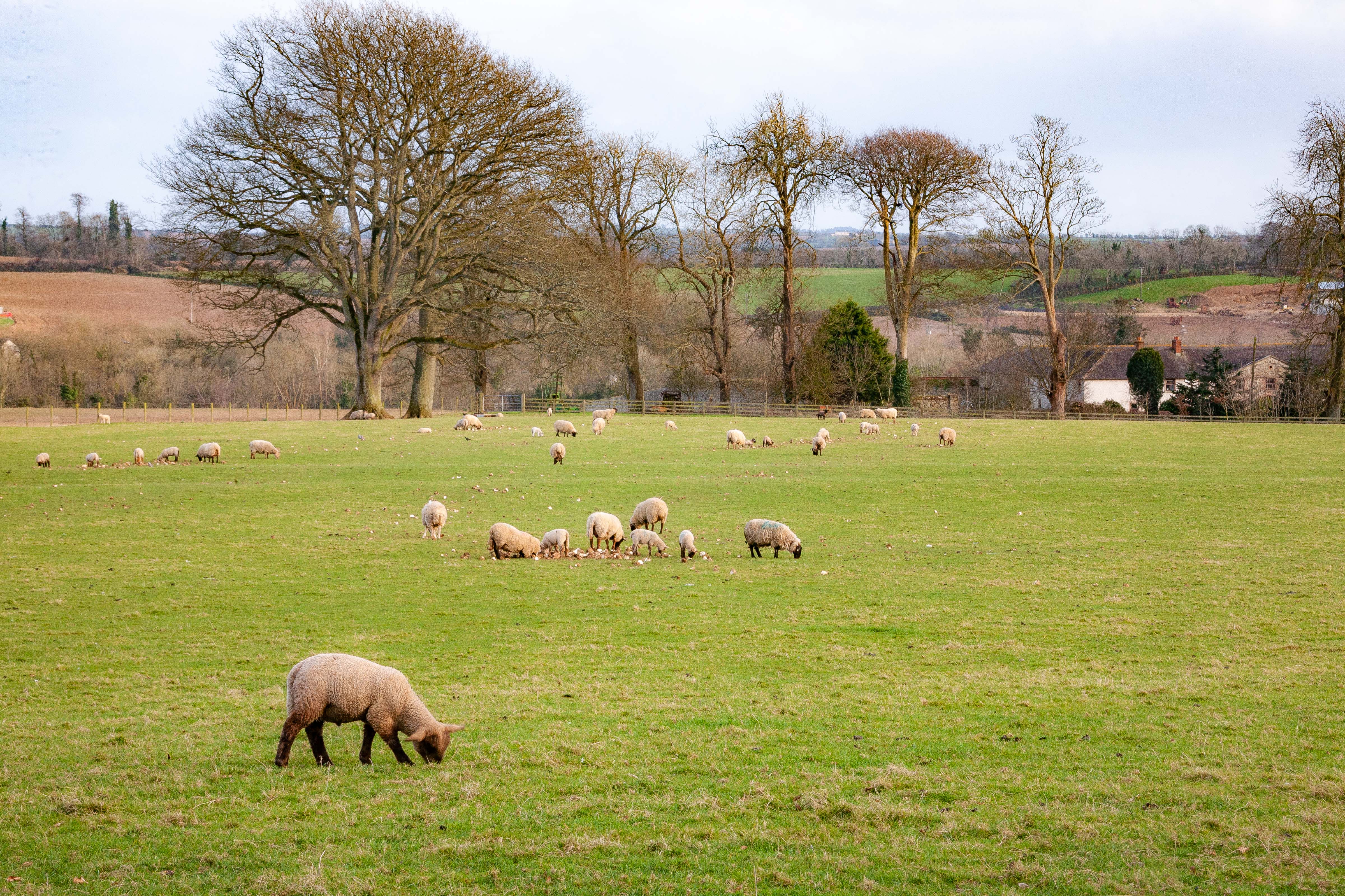 Ireland, Wexford Prov, Sheep, 2009, IMG 9756