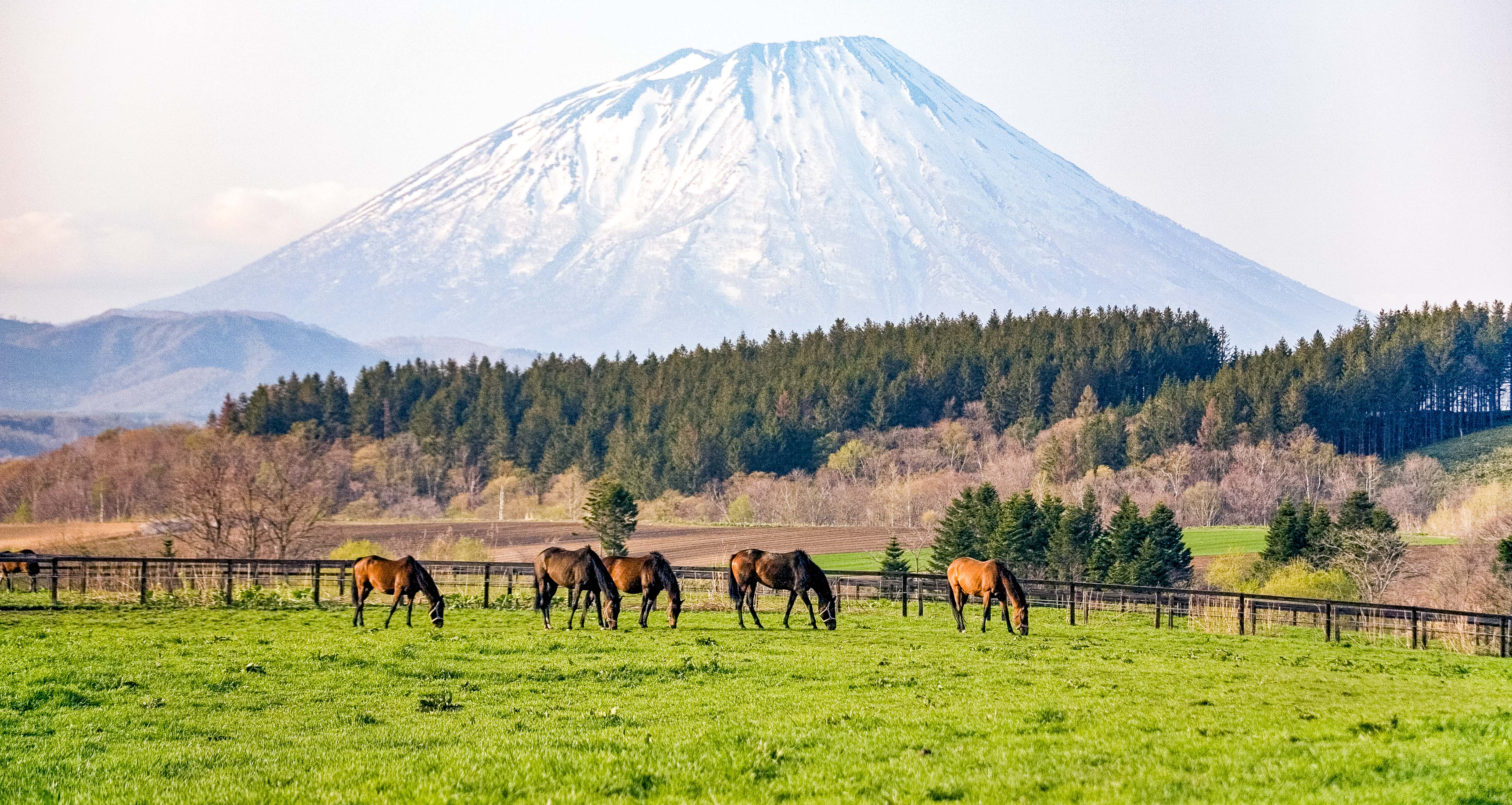 Japan, Hokkaido, Horses With Mountain, 2007, IMG_1402r1