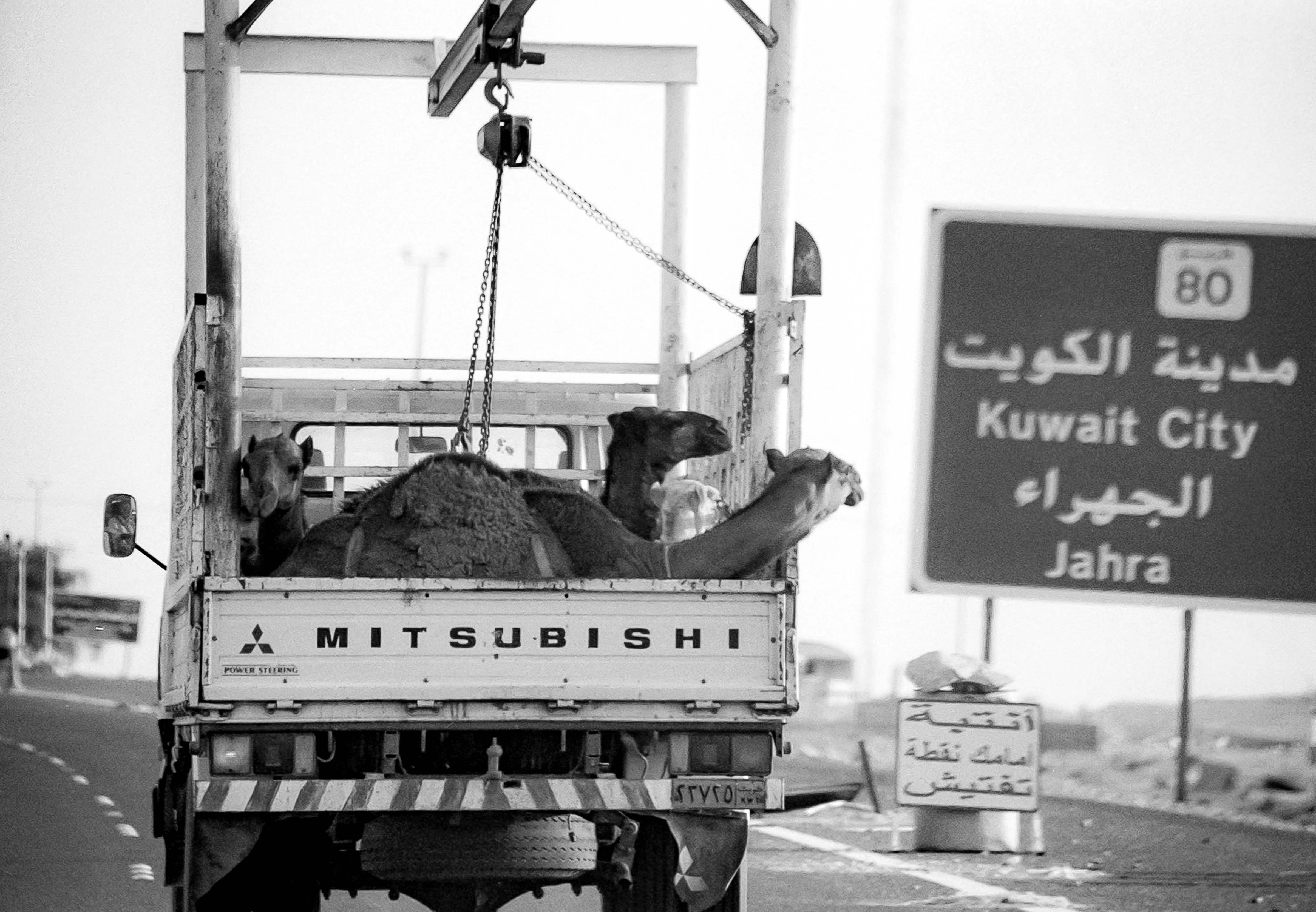Kuwait, Camels in Truck, 2002
