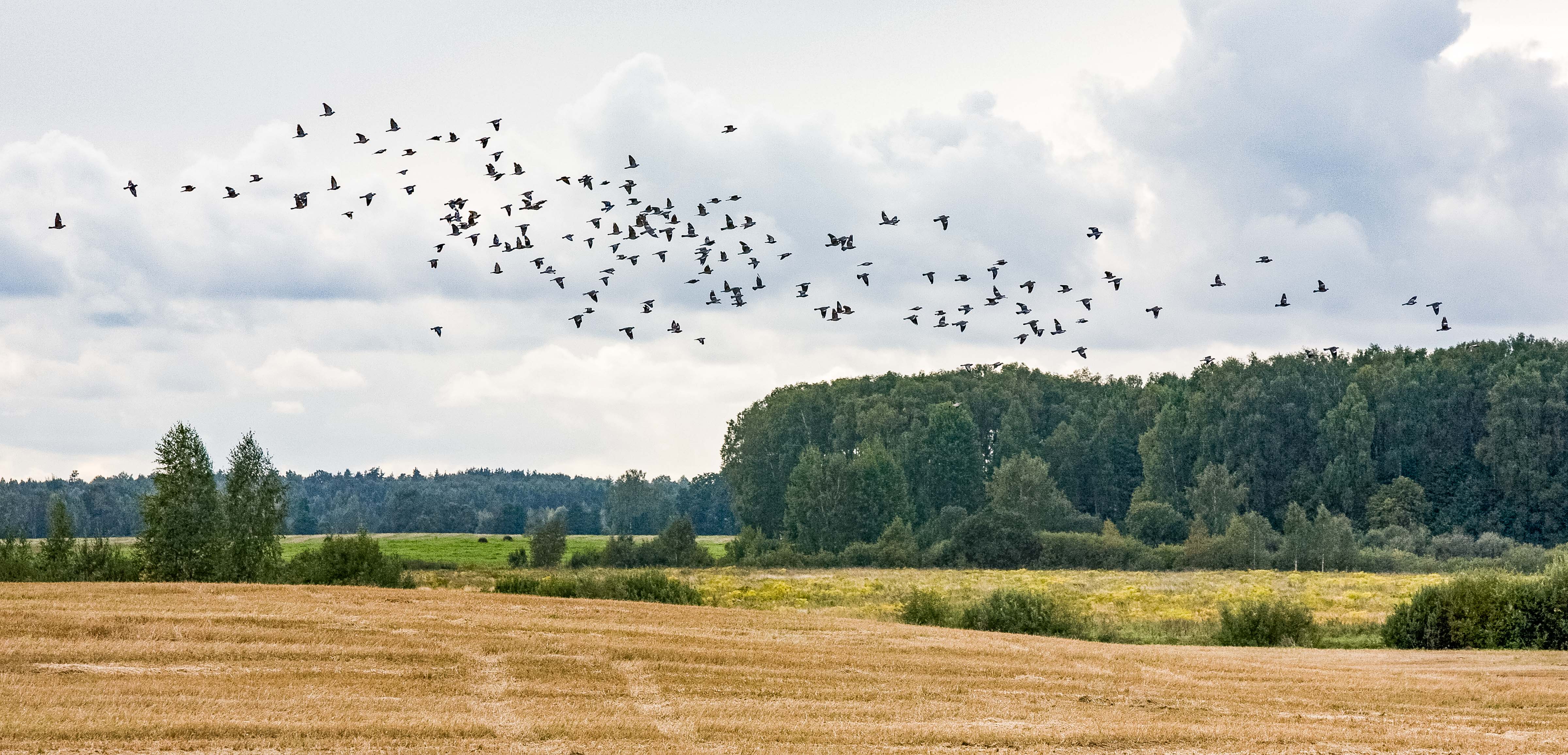 Latvia, Bauskas Prov, Birds, 2010, IMG_2673