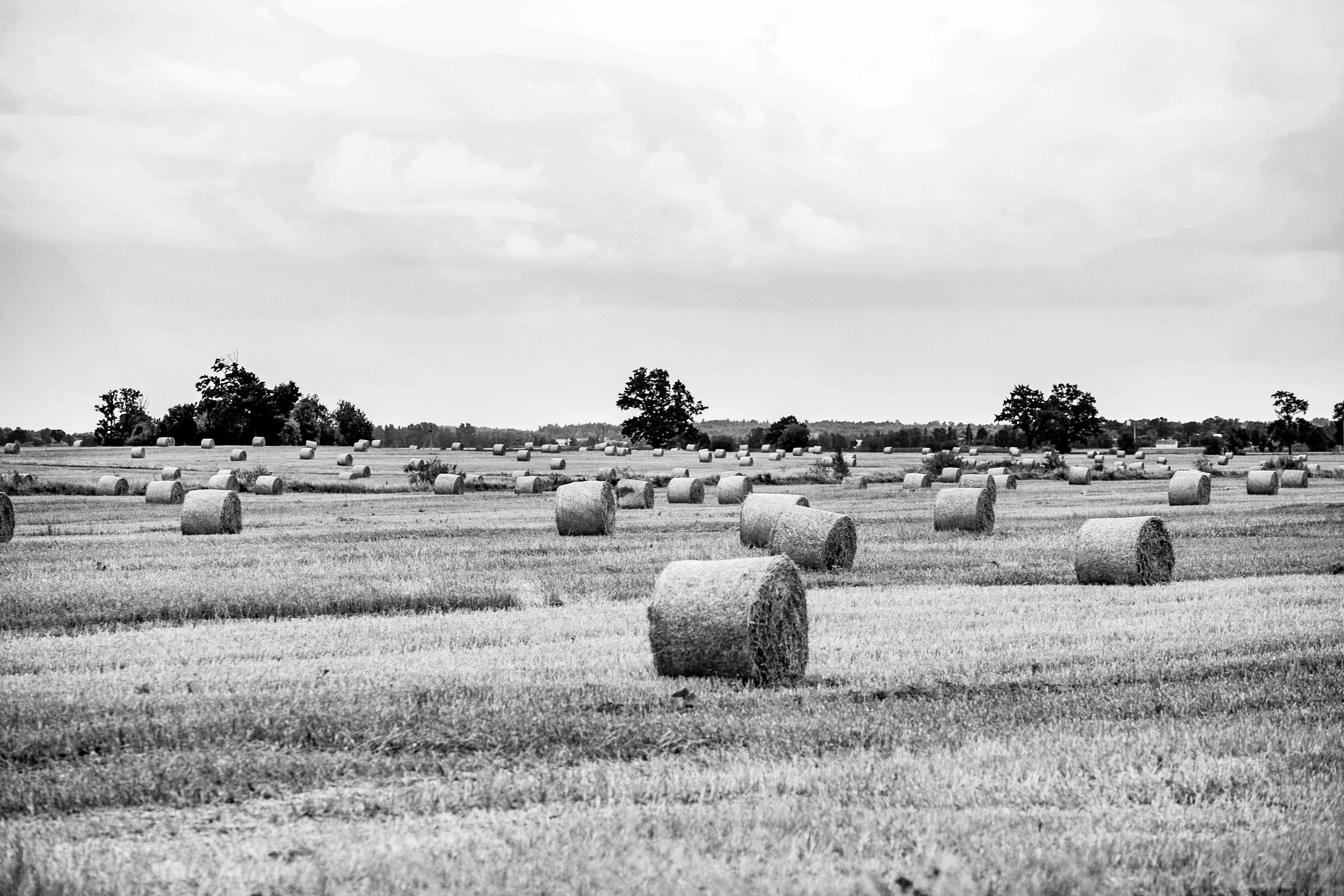 Lithuania, Panevezio Prov, Field And Hay, 2010, IMG_2799 B W
