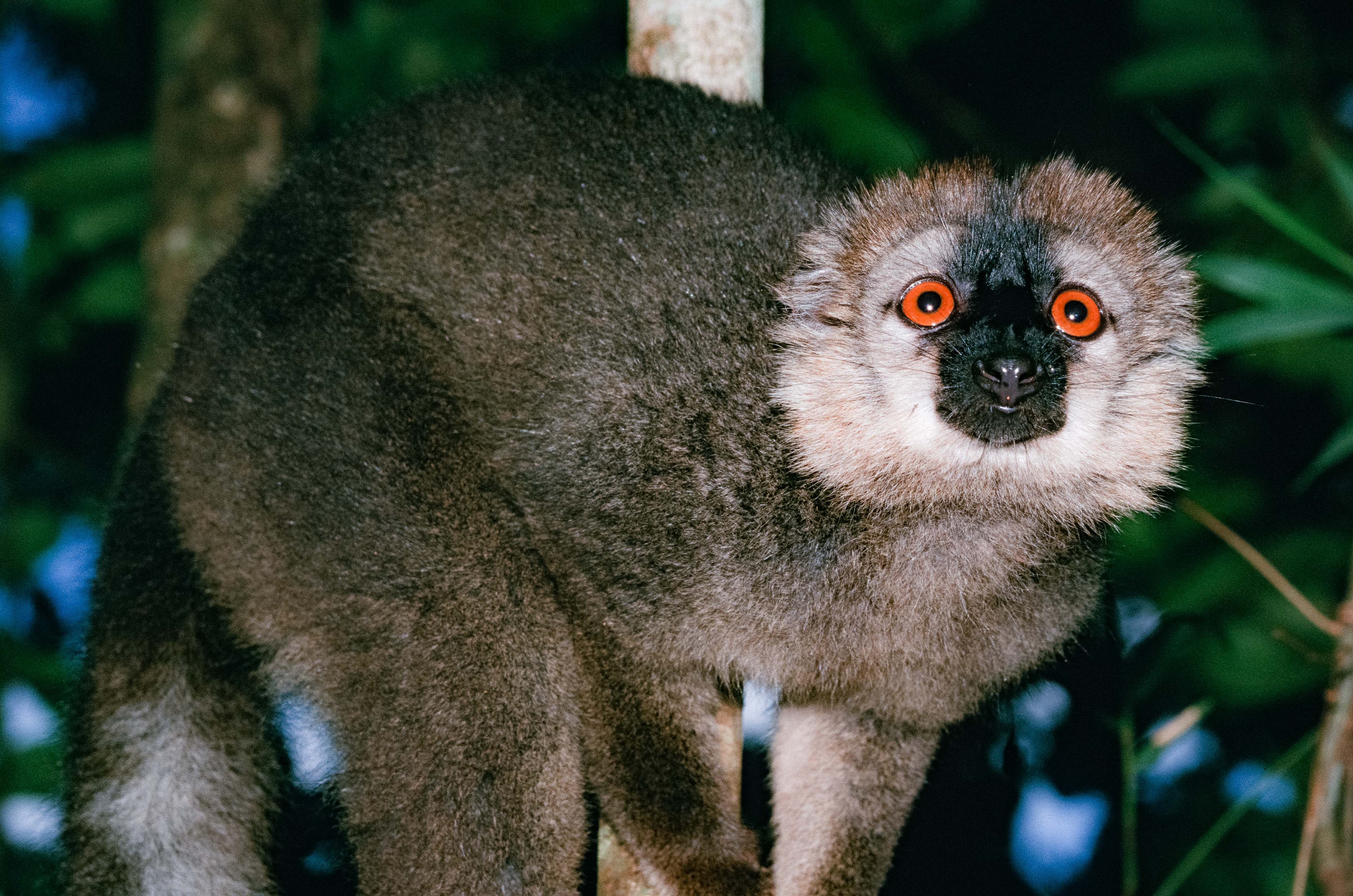 Madagascar, Lemur Close Up, 2003