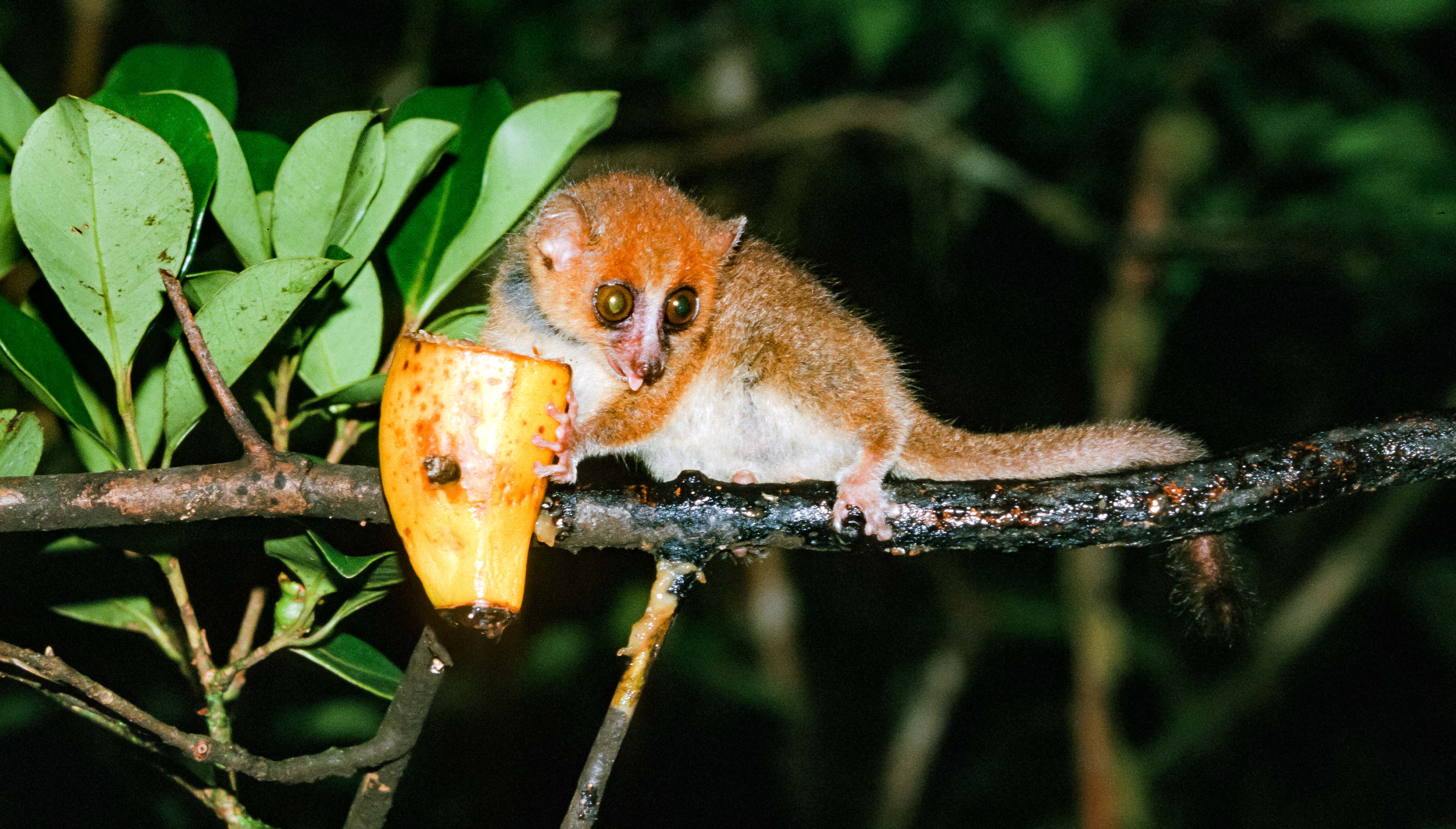 Madagascar, Mouse Lemur, 2003