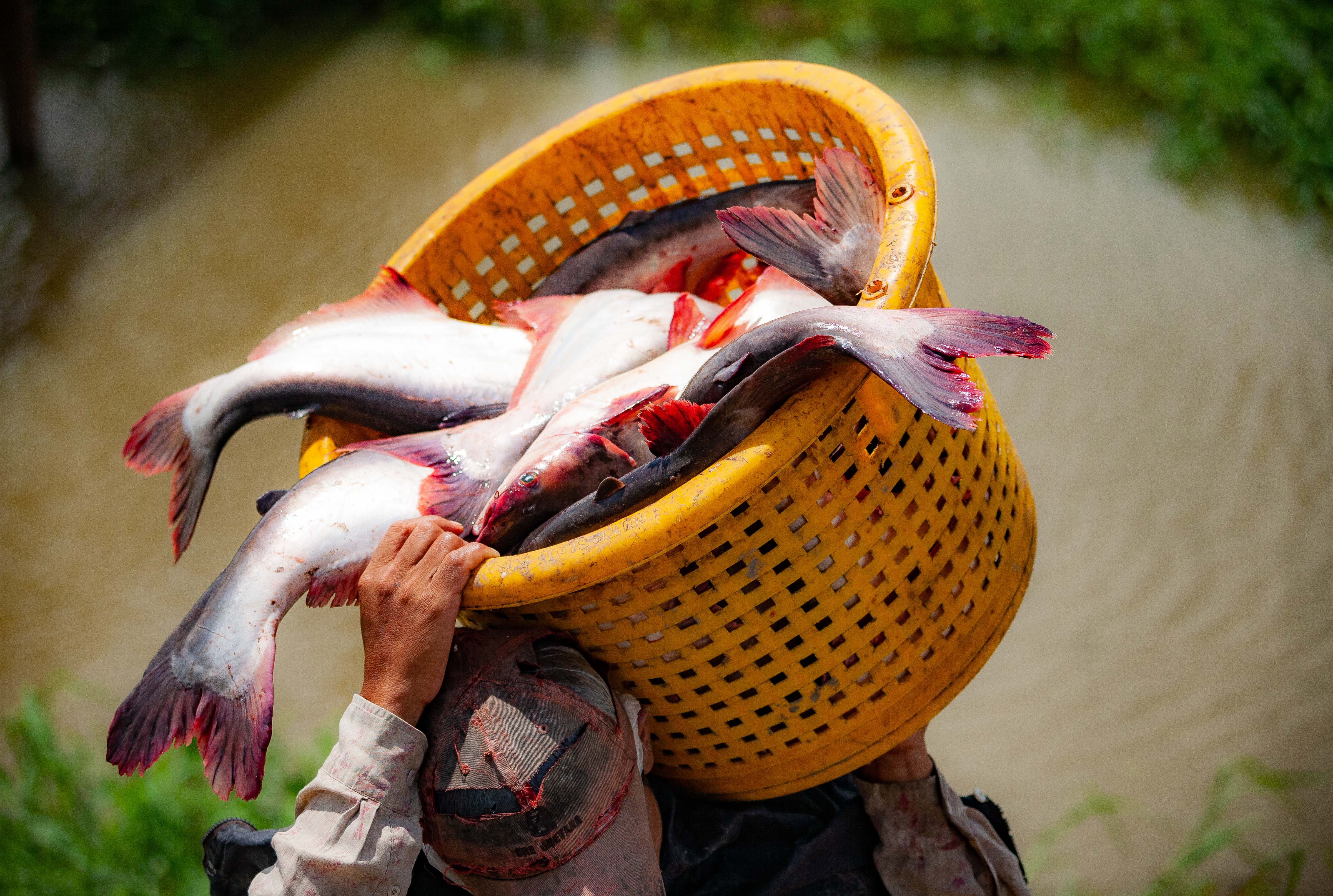 Myanmar, Ayeyarwady Prov, Fish Hauling Basket, 2009, IMG 0269