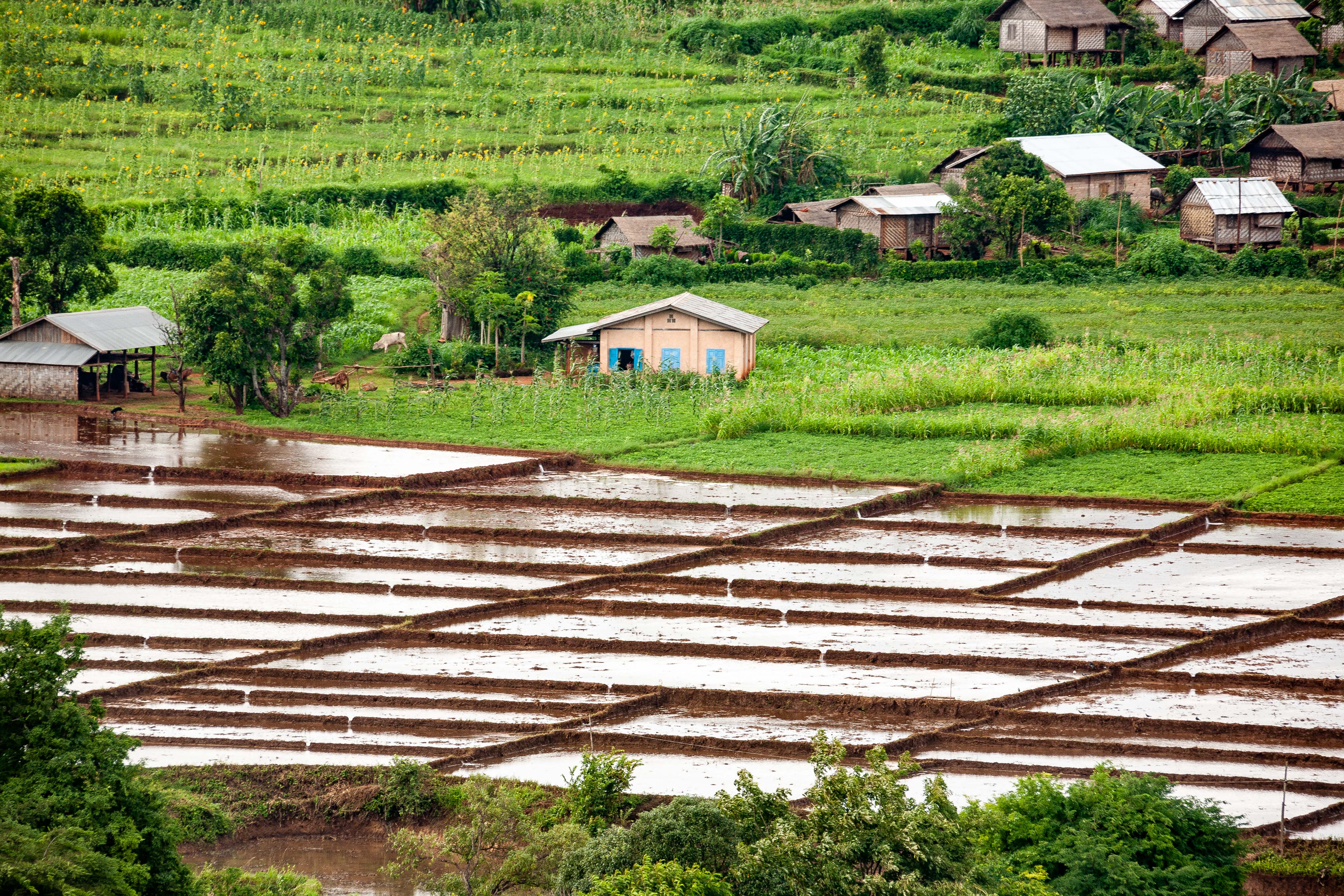 Myanmar, Mandalay Prov, Rice Fields Scene, 2009, IMG 4151