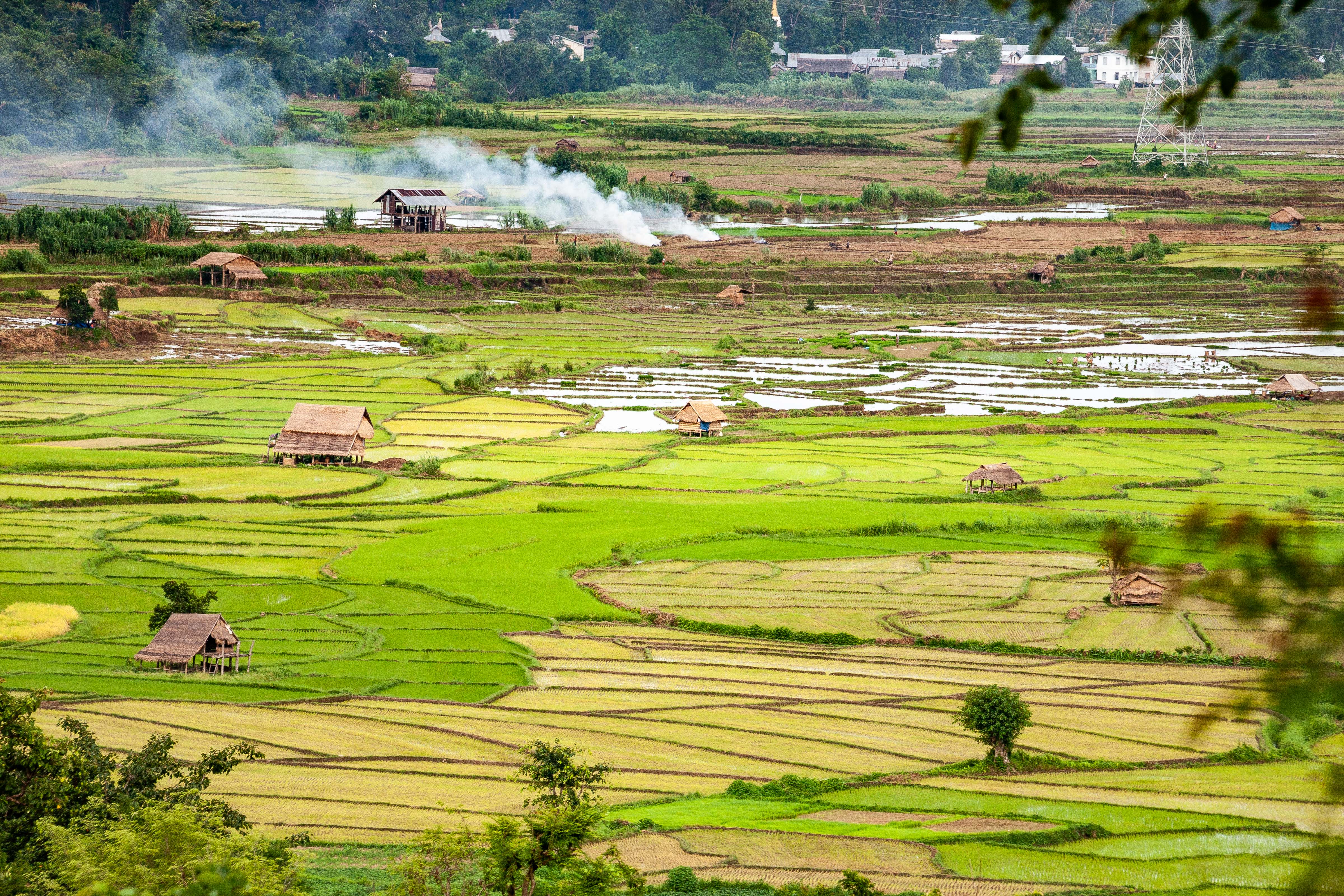 Myanmar, Shan Prov, Rice Fields, 2009, IMG 4492
