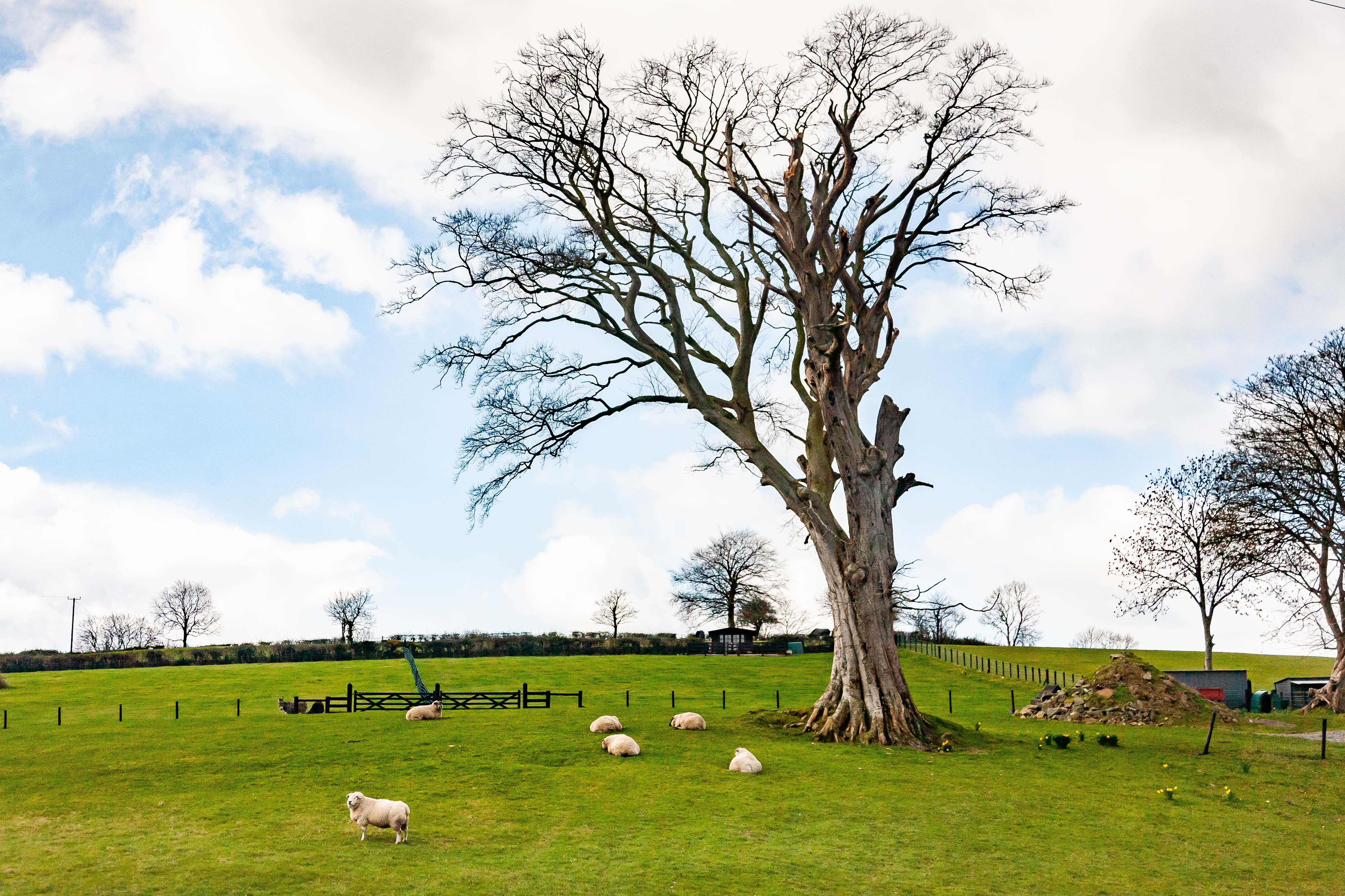 N Ireland, Armagh Prov, Sheep Under Tree, 2009, IMG 0235