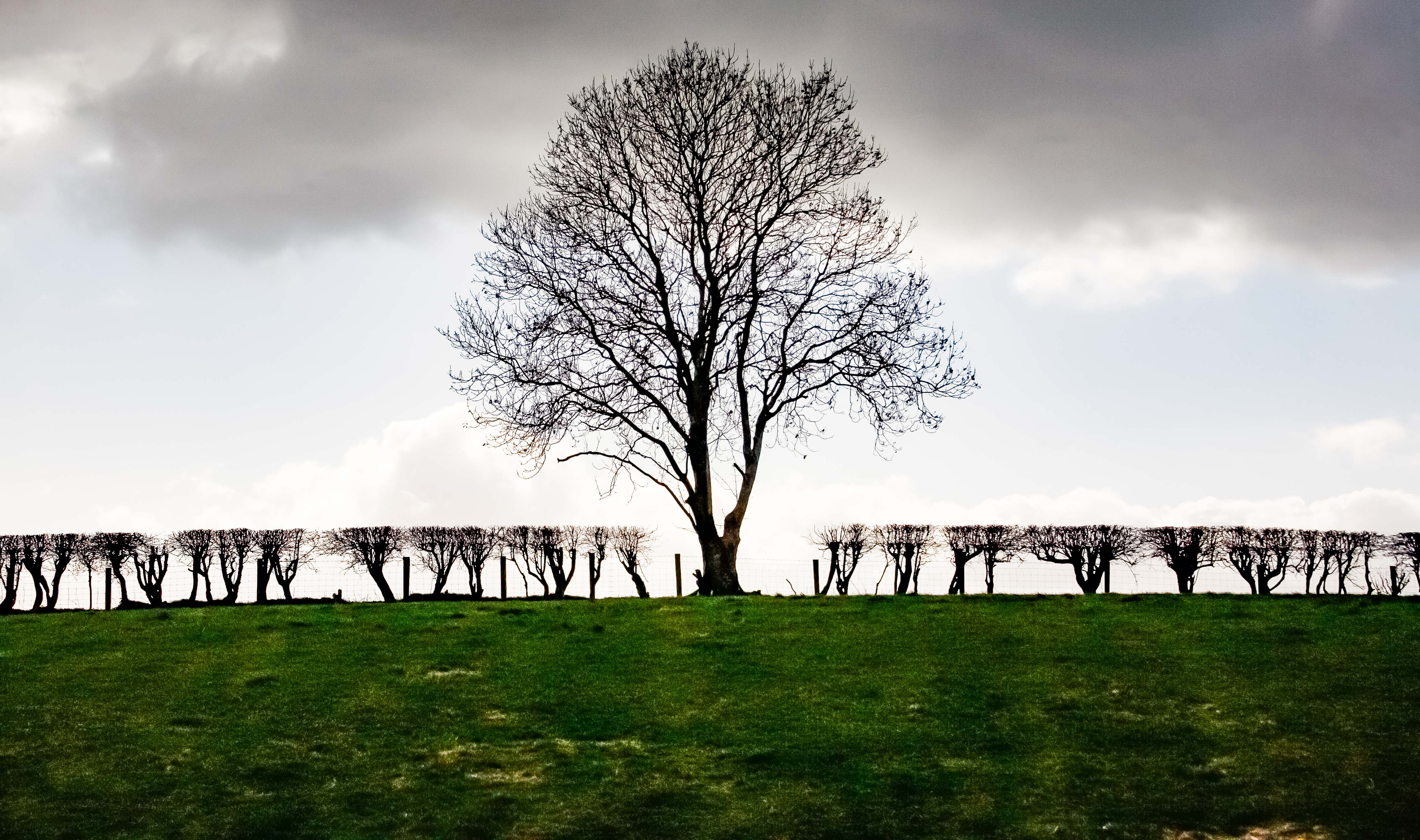 N Ireland, Balleymoney Prov, Tree Landscape, 2009, IMG 0098