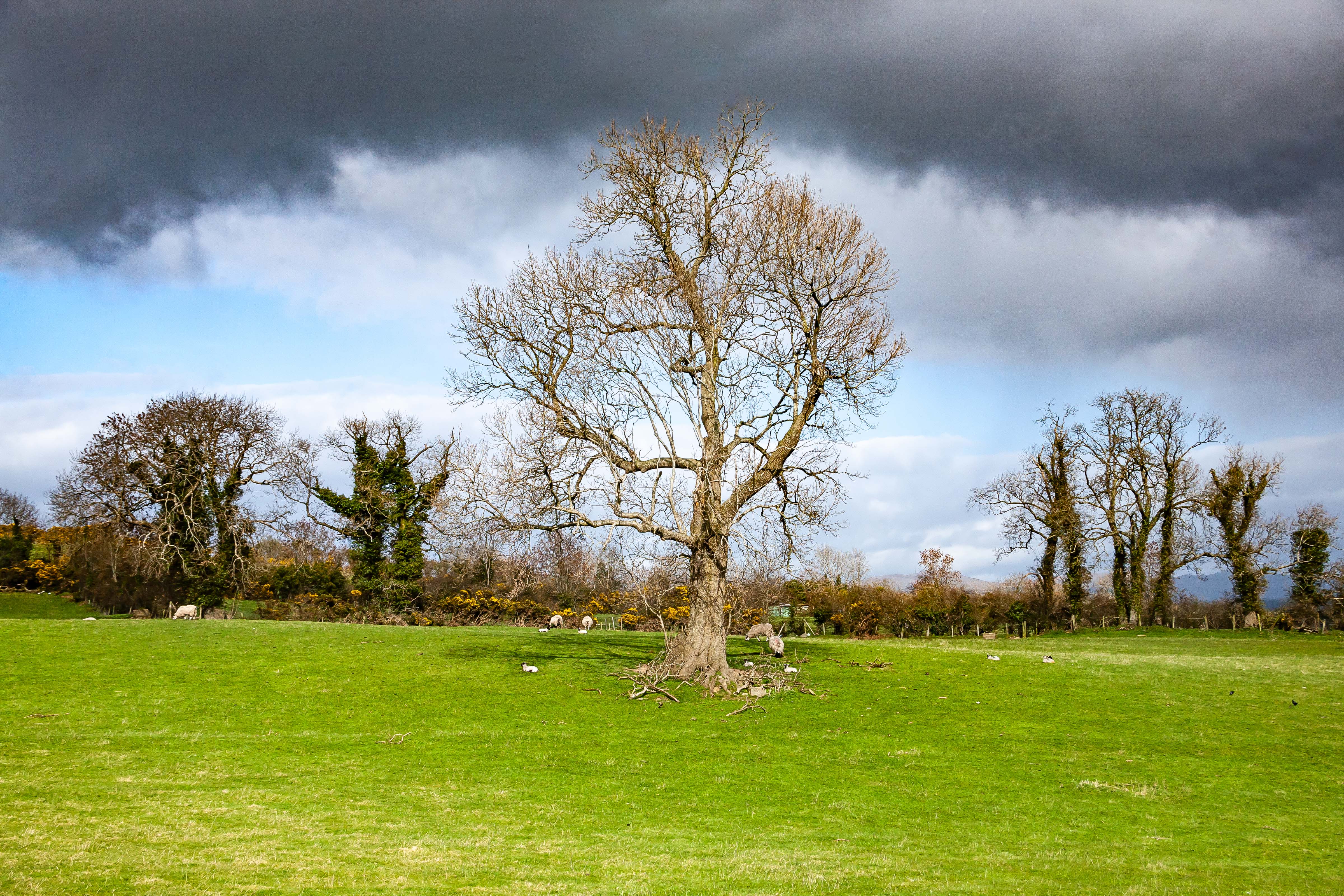 N Ireland, Banbridge Prov, Tree, 2009, IMG 9891
