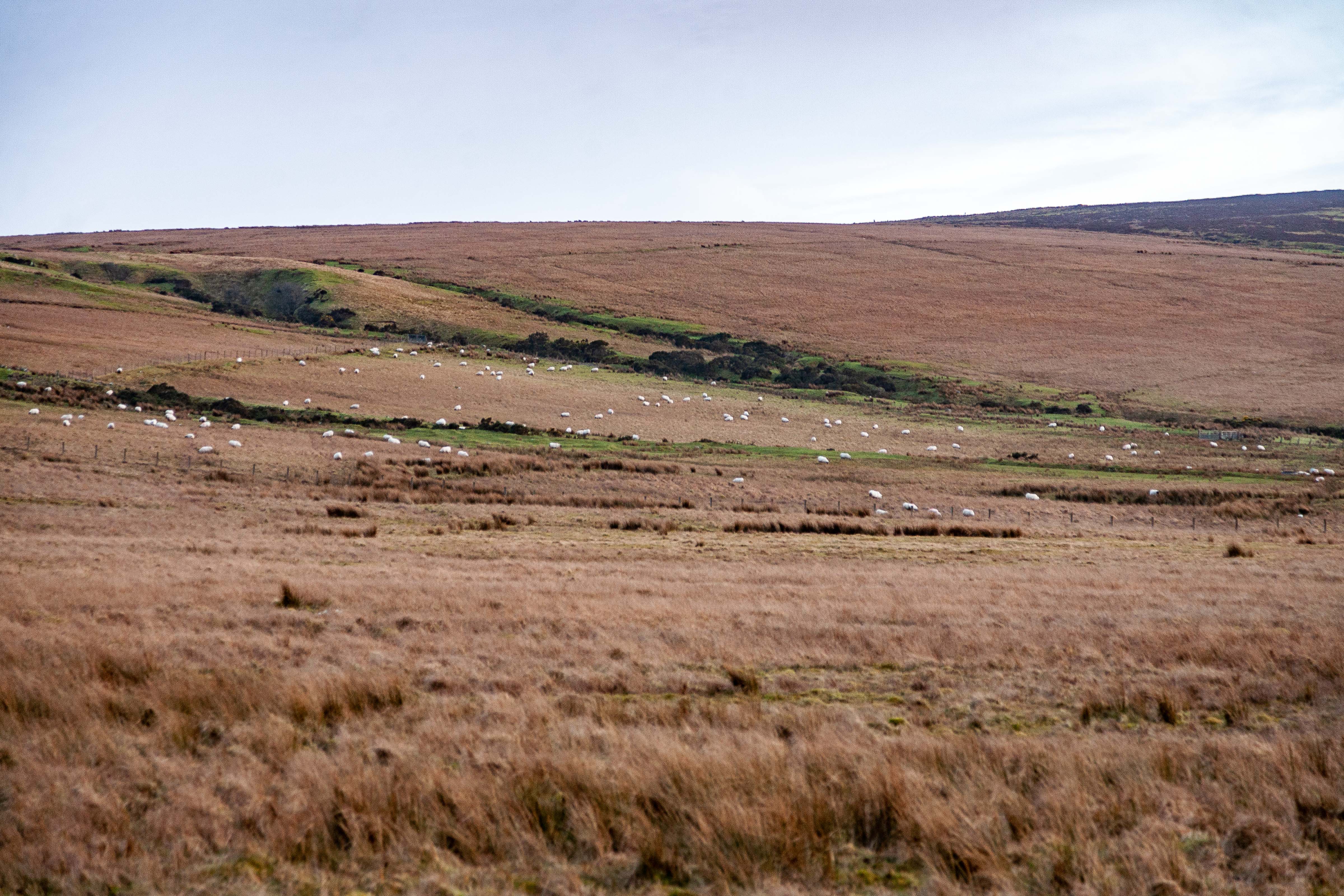 N Ireland, Limavady Prov, Sheep Field, 2009, IMG 0169