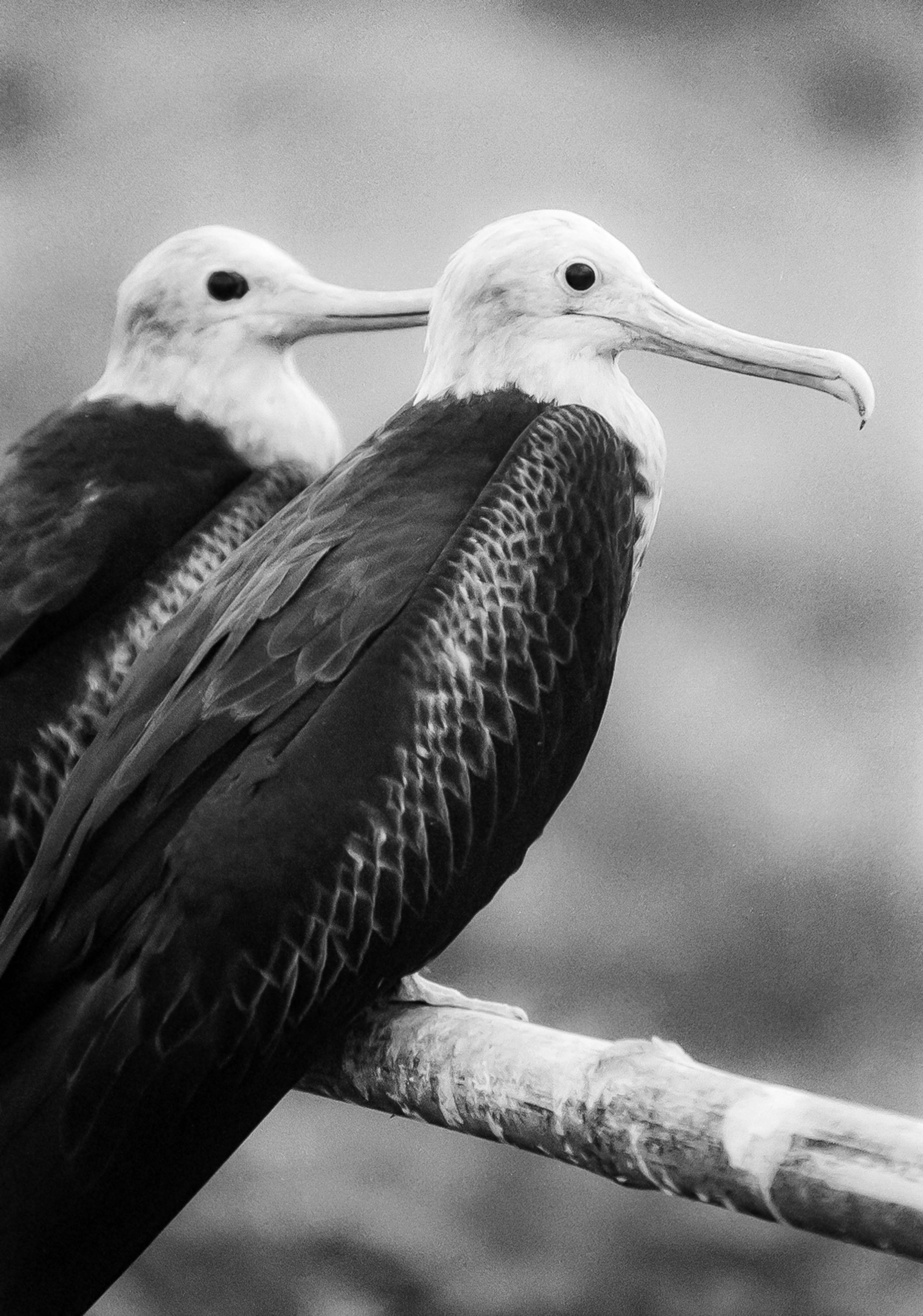 Nauru, Frigate Birds, 2002