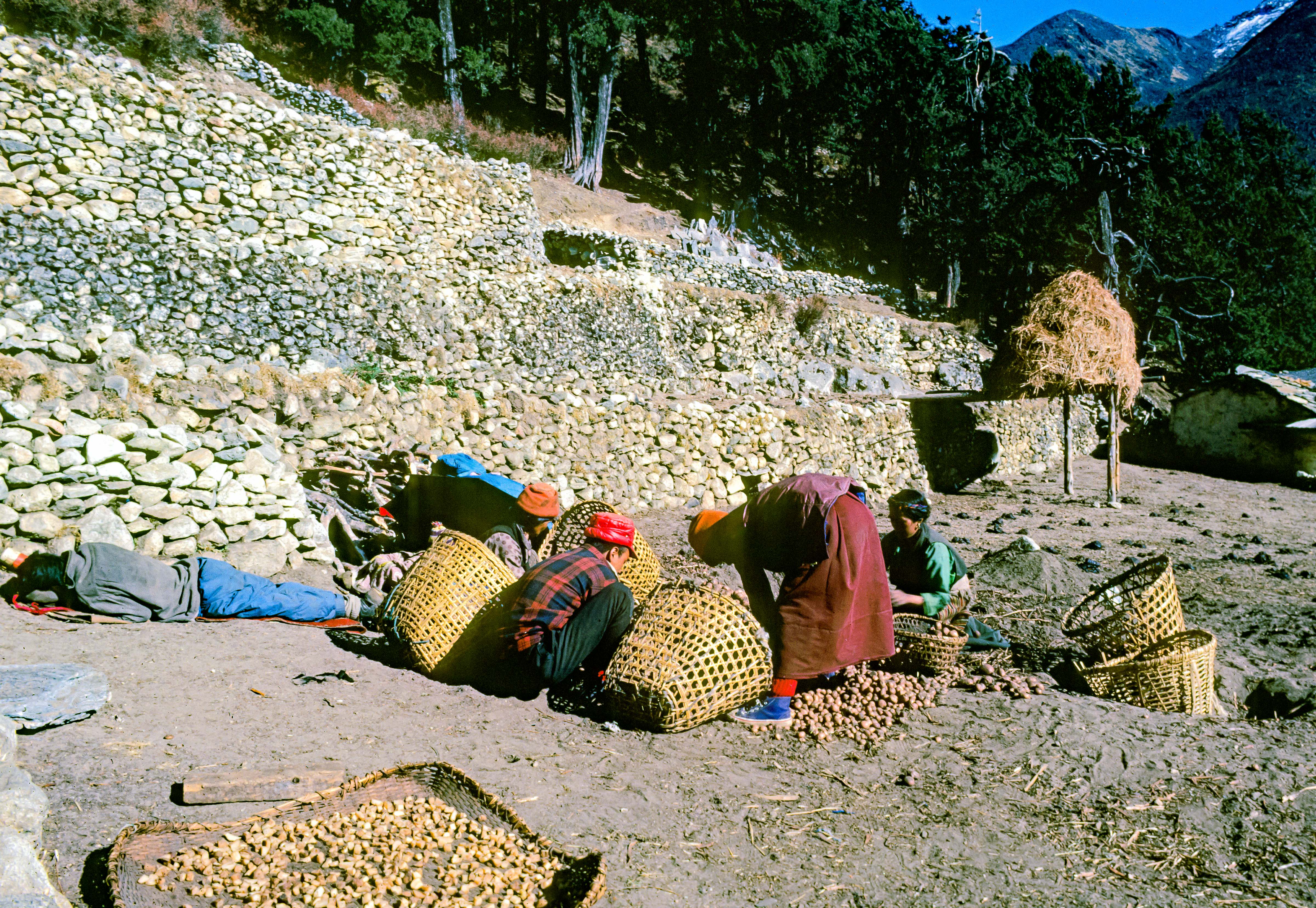 Nepal, Burying Potatoes, 1983