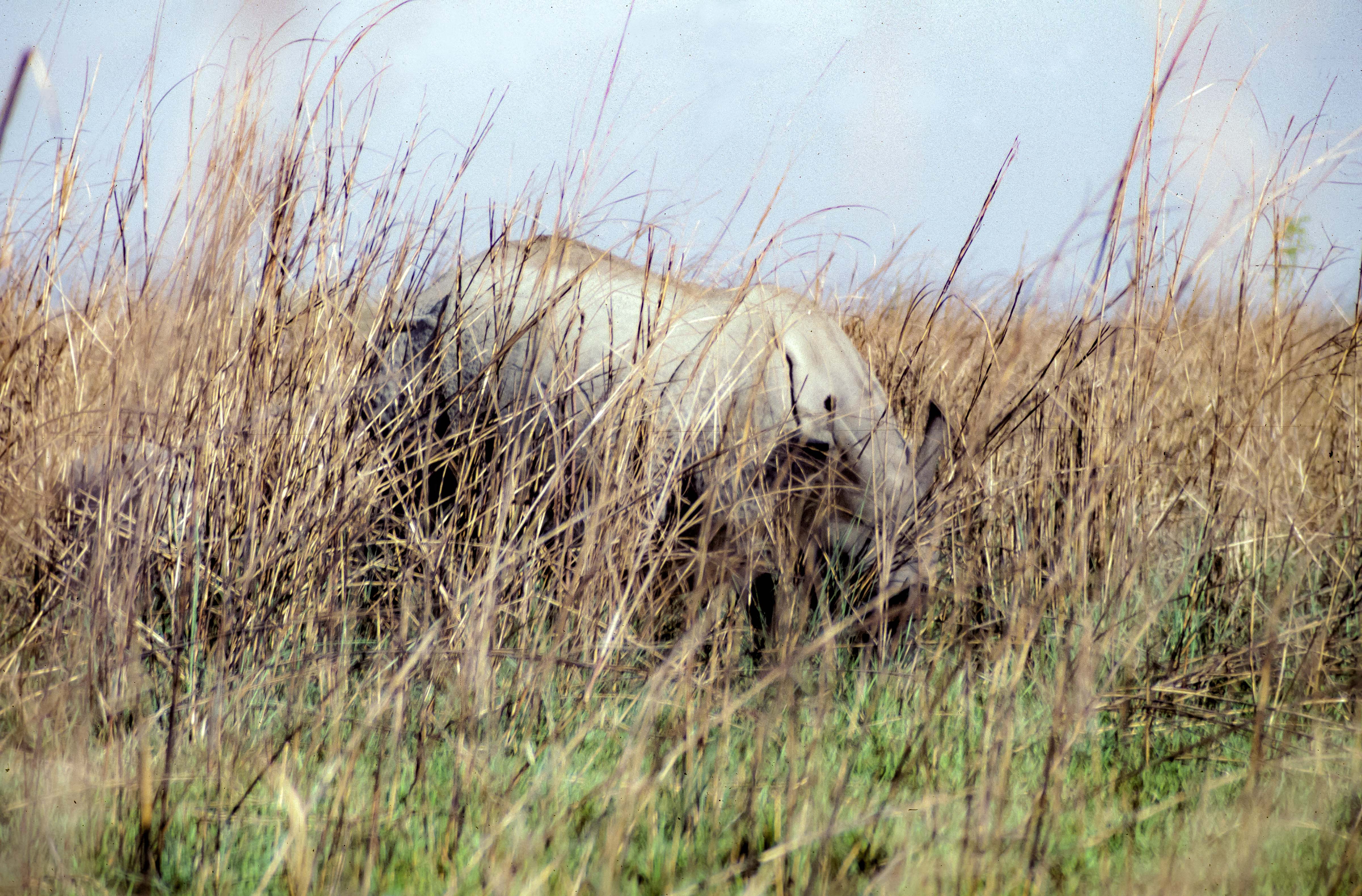 Nepal, Chitwan, Rhino I Approached on Foot, 1984