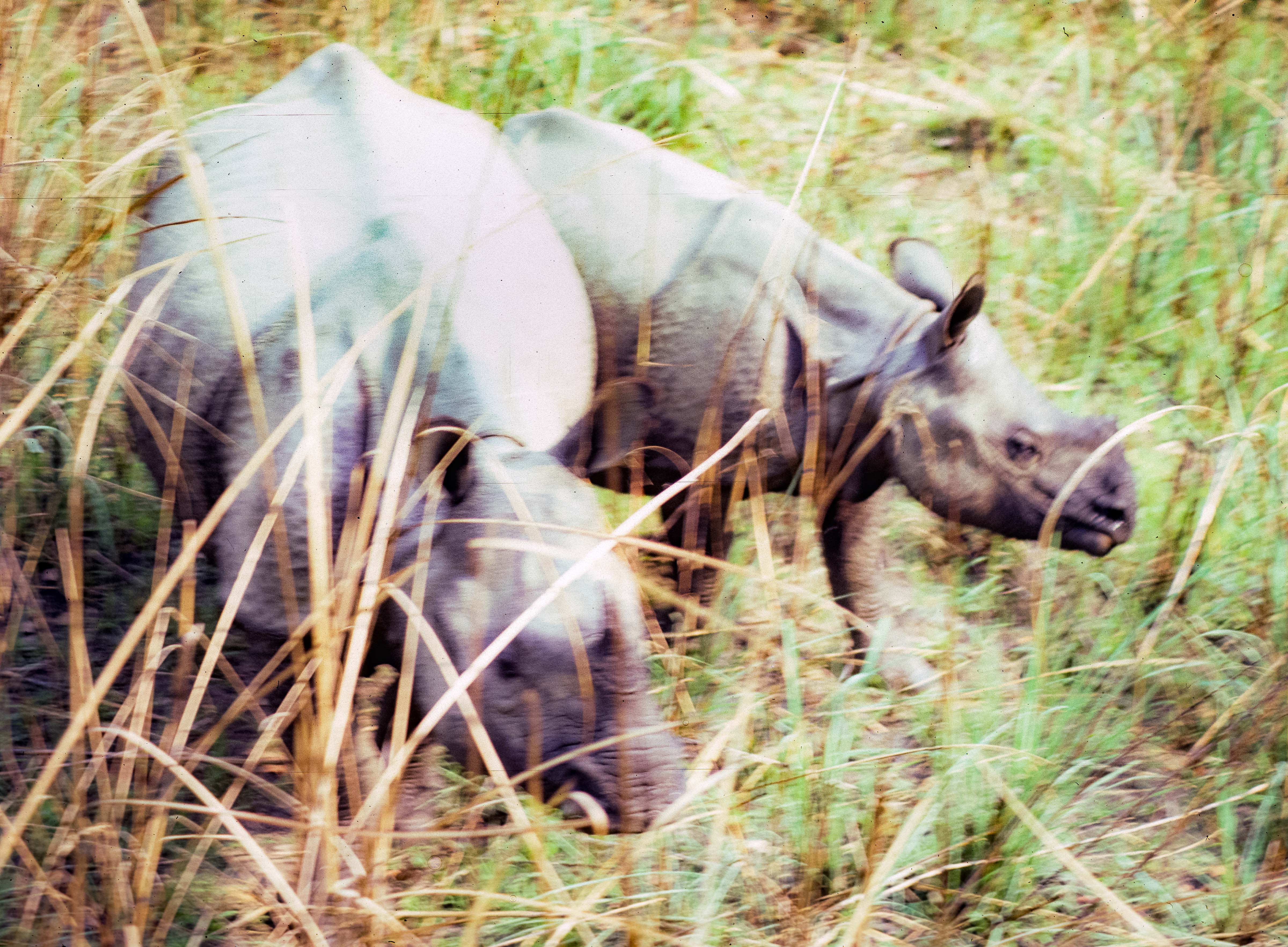 Nepal, Chitwan, Rhinos Below Me, 1984