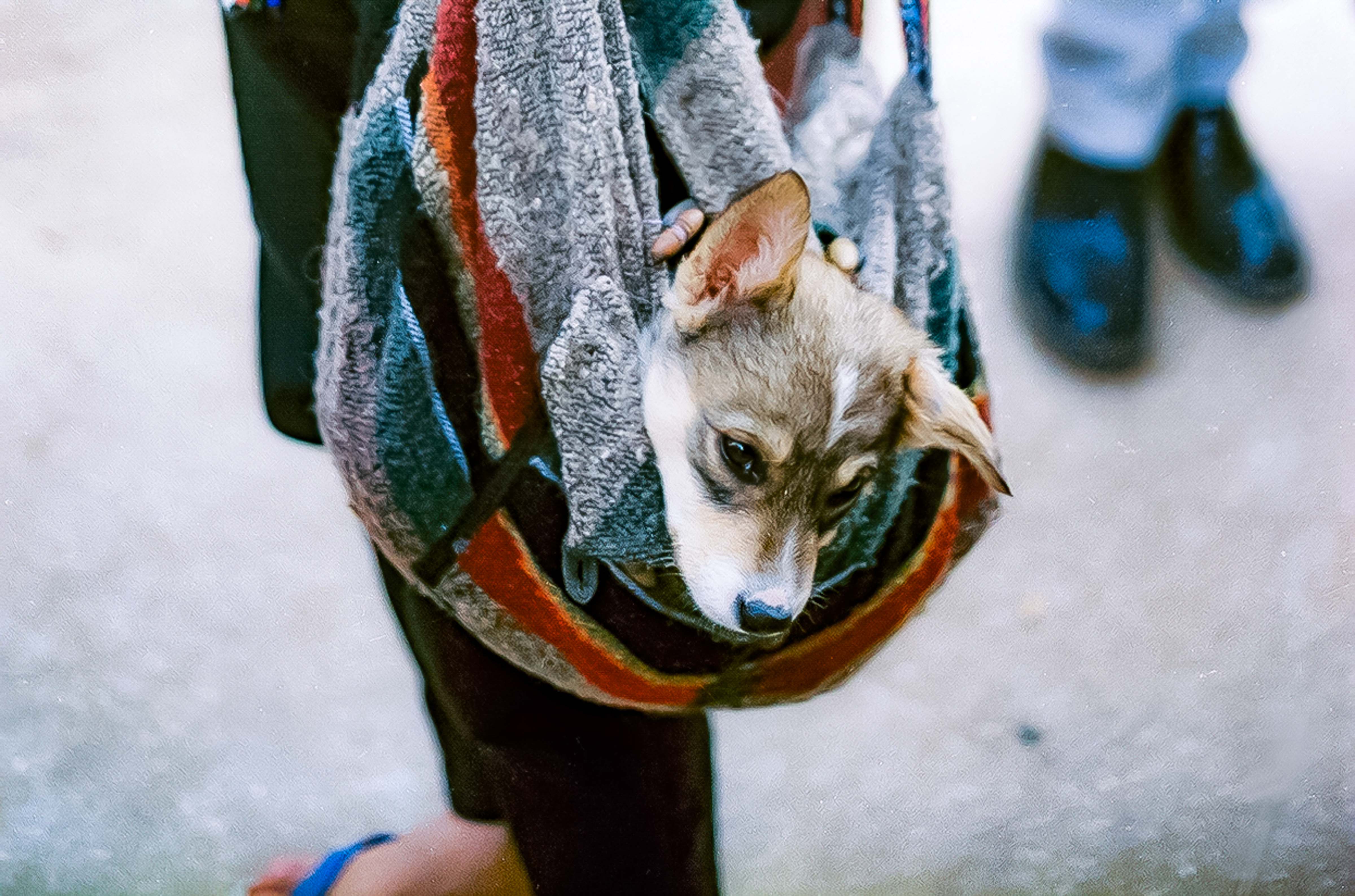 Nepal, Katmandu, Dog In Bag, 1984