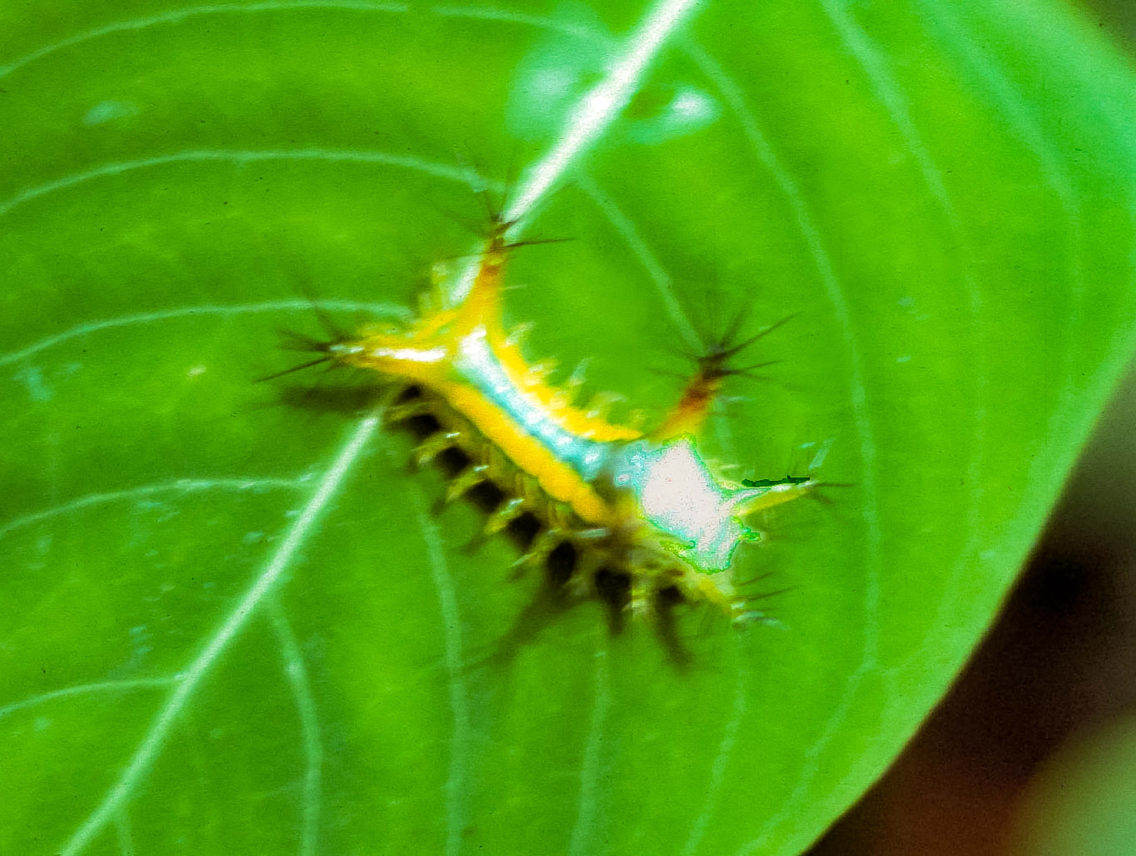 Papua New Guinea, Caterpillar, 1983