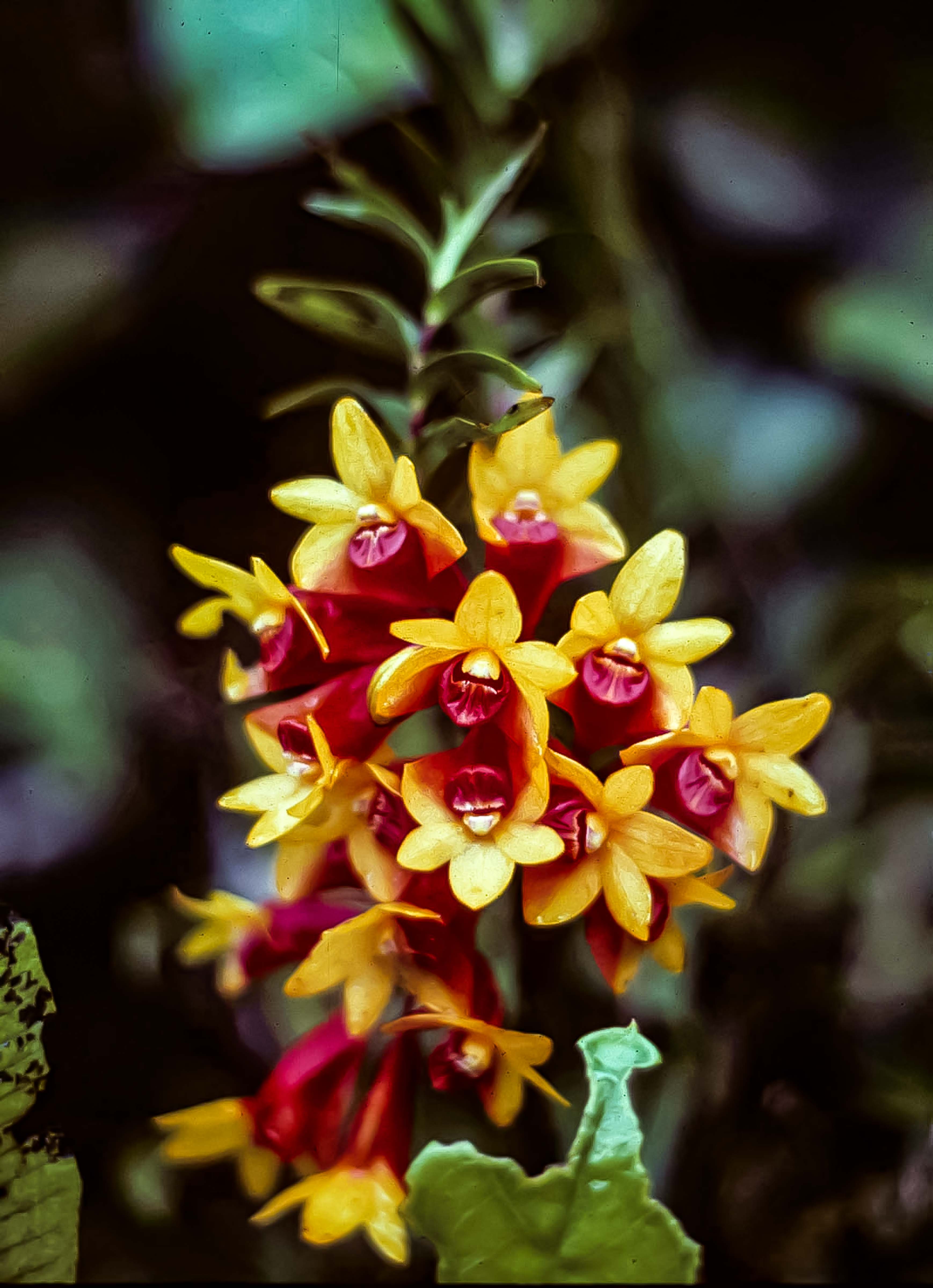 Papua New Guinea, Orchid, Red And Yellow, 1983