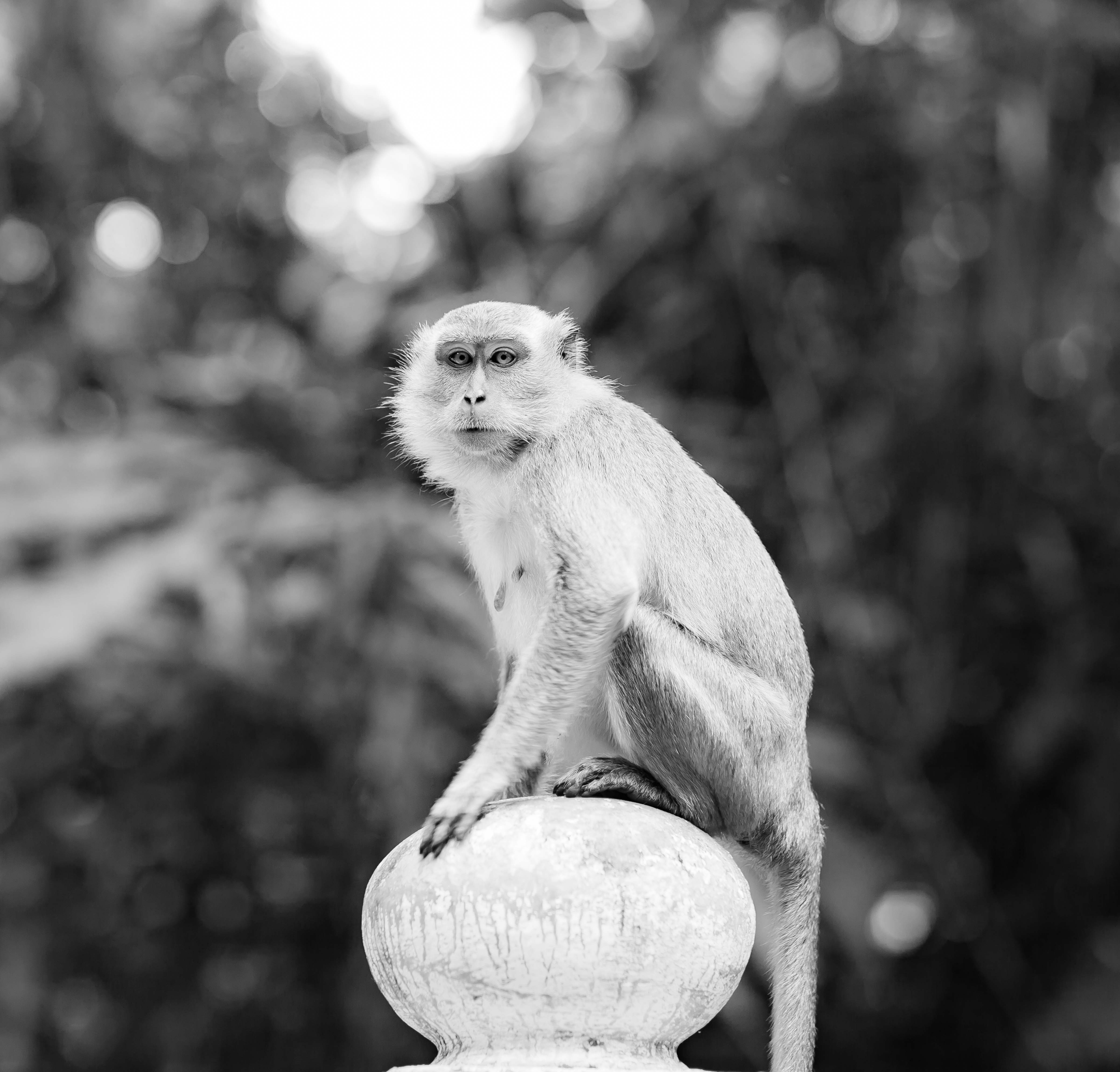 Philippines, Tawi Tawi Prov, Monkey, 2011, IMG 7398