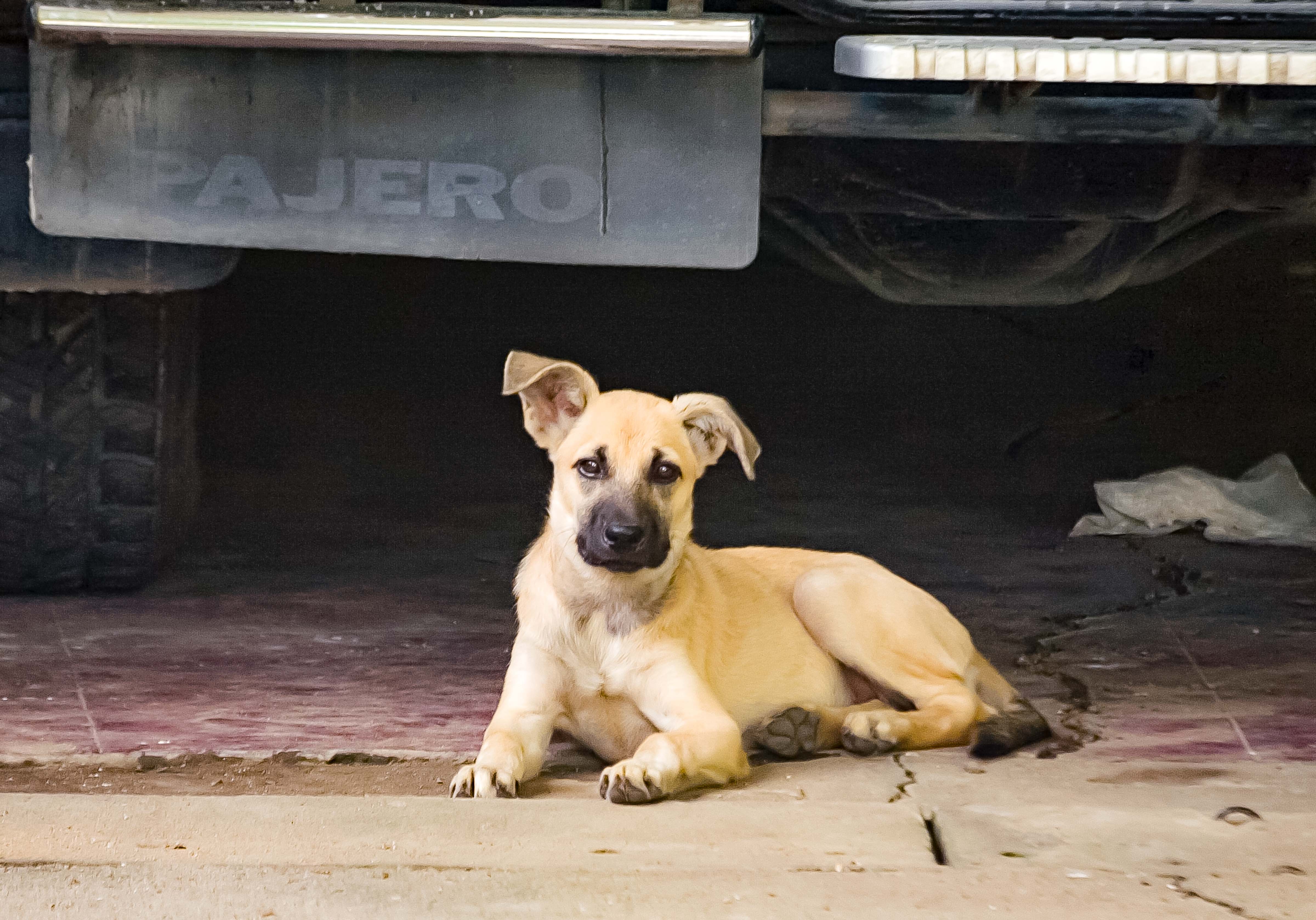 Philippines-Bataan Dog And Car, 2007