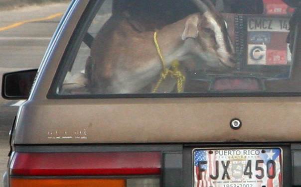 Puerto Rico, Goat In Car, 2006