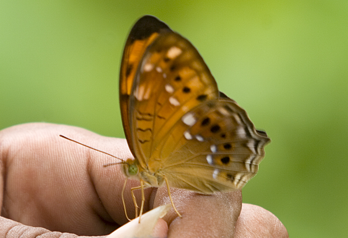 Seram, Butterfly, 2006