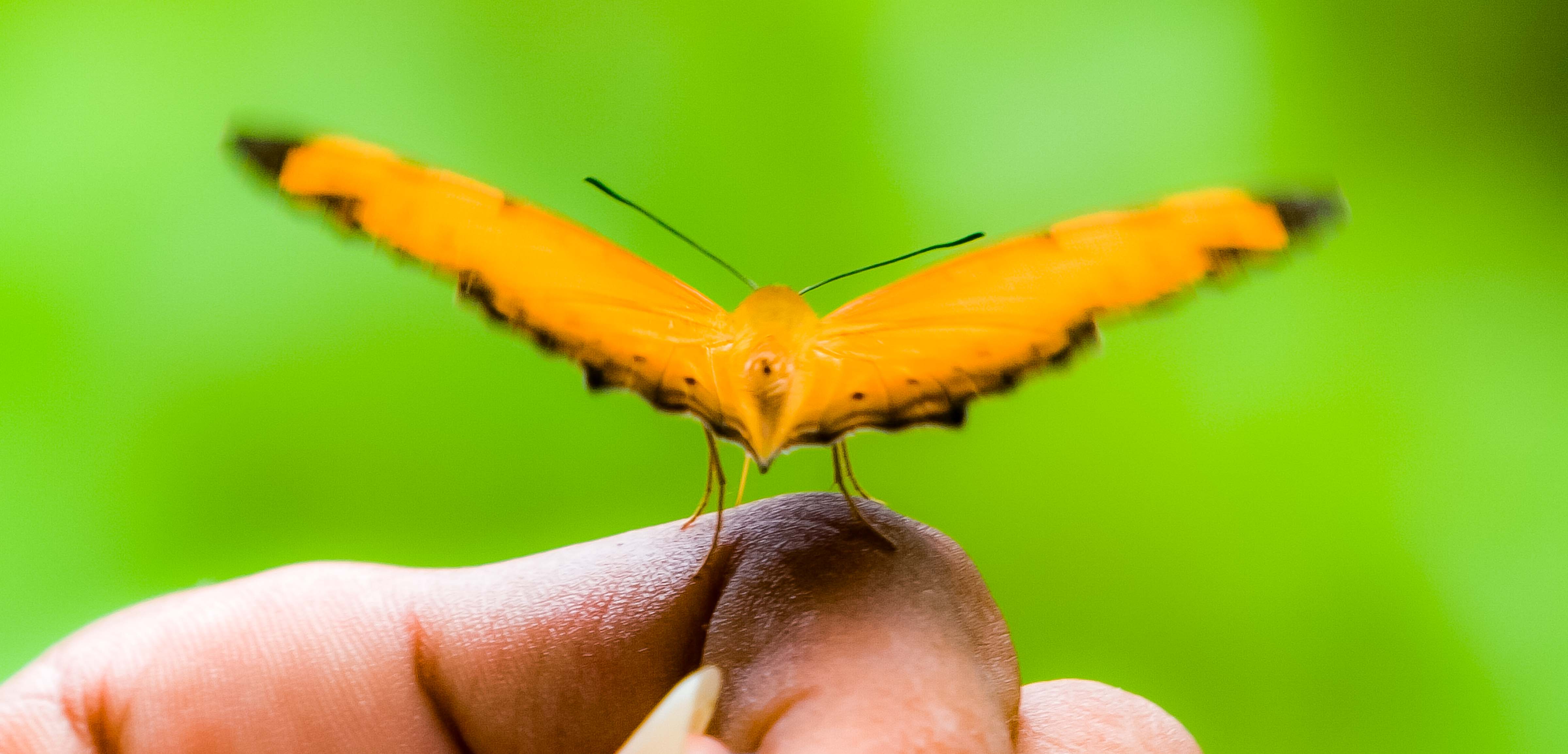 Seram, Orange Butterfly On Finger, 2006
