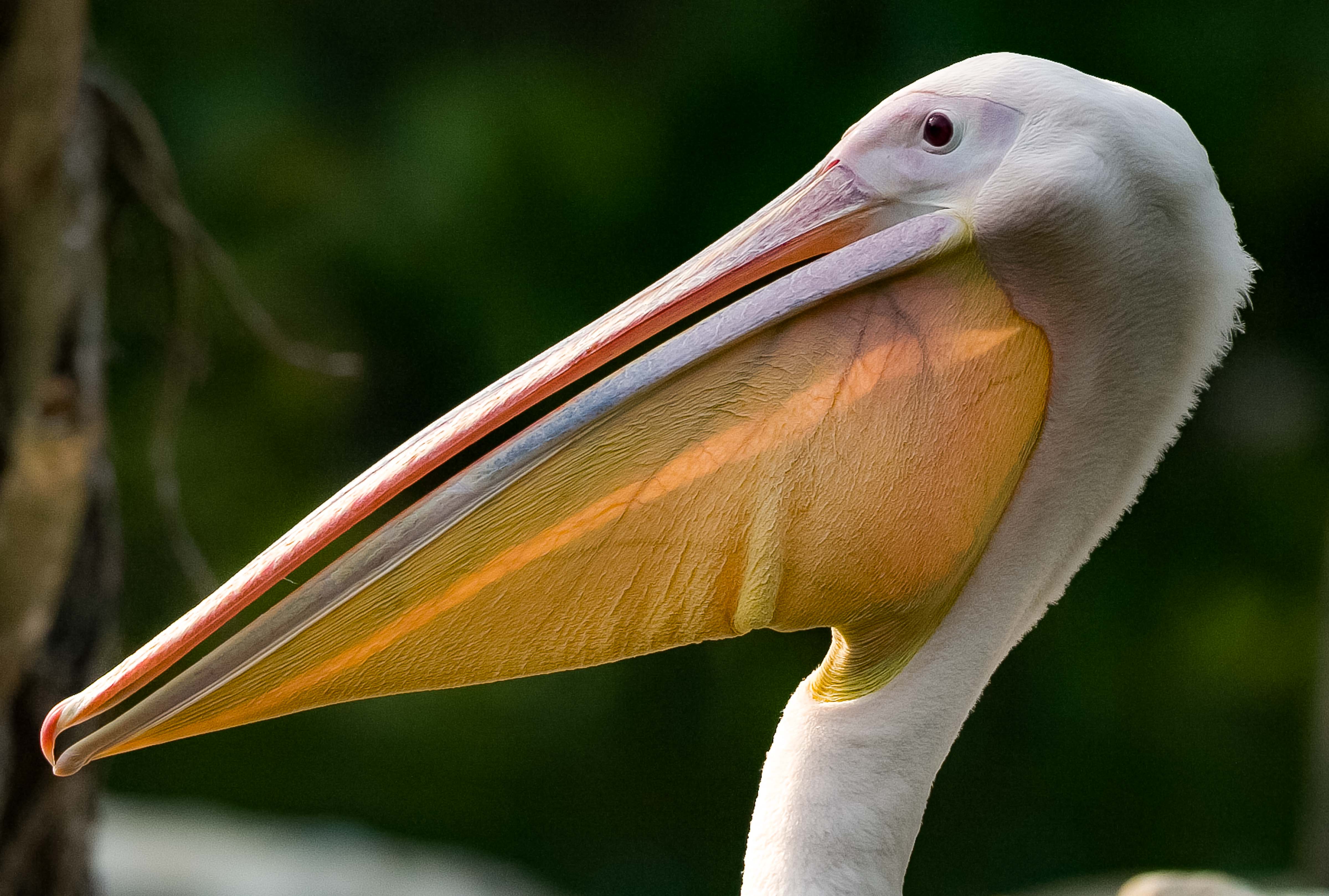 Singapore, Pelican Head, Jurong Bird Park, 2008, IMG_9477