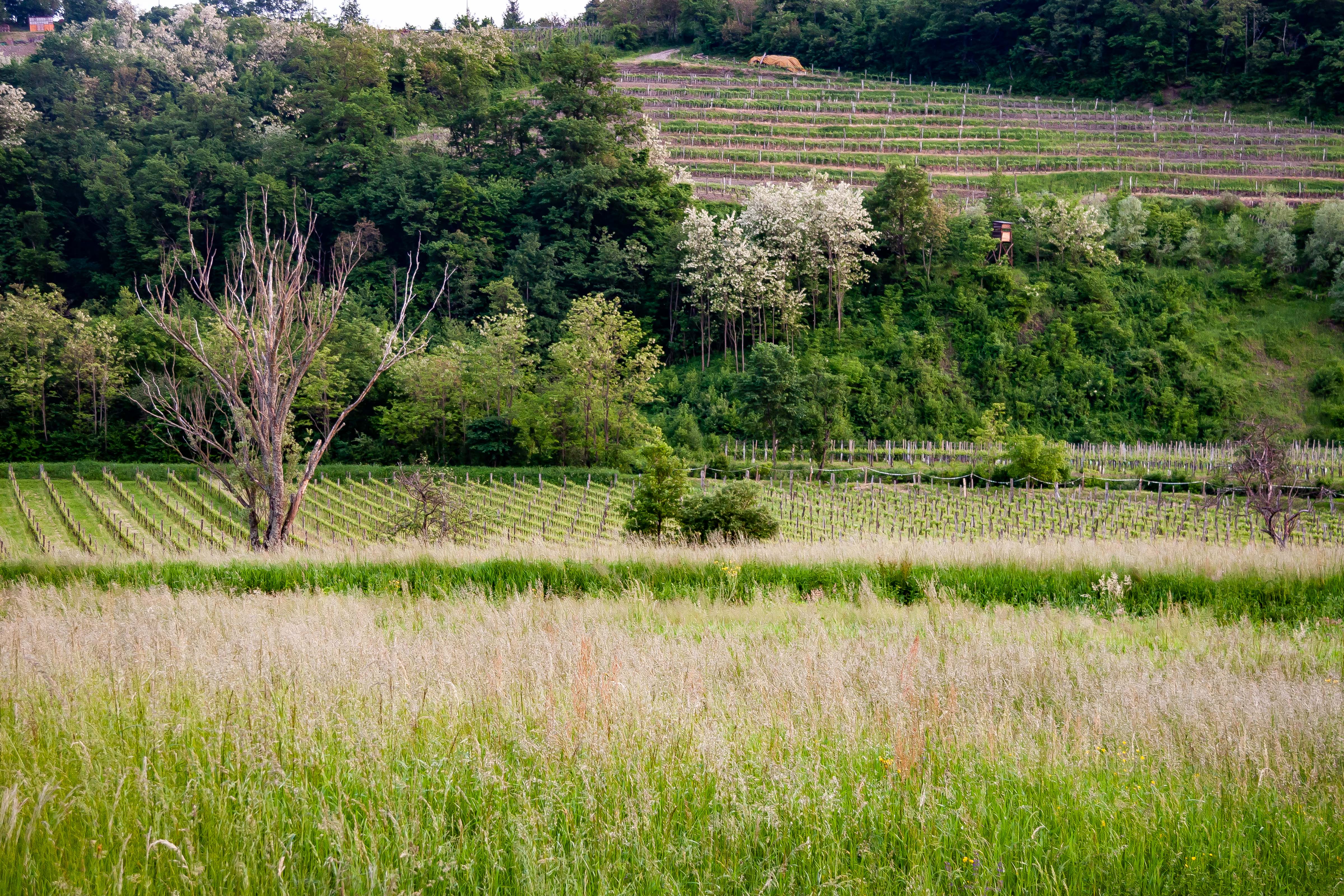 Slovenia, Brda Prov, Vineyards, 2006, IMG 6831