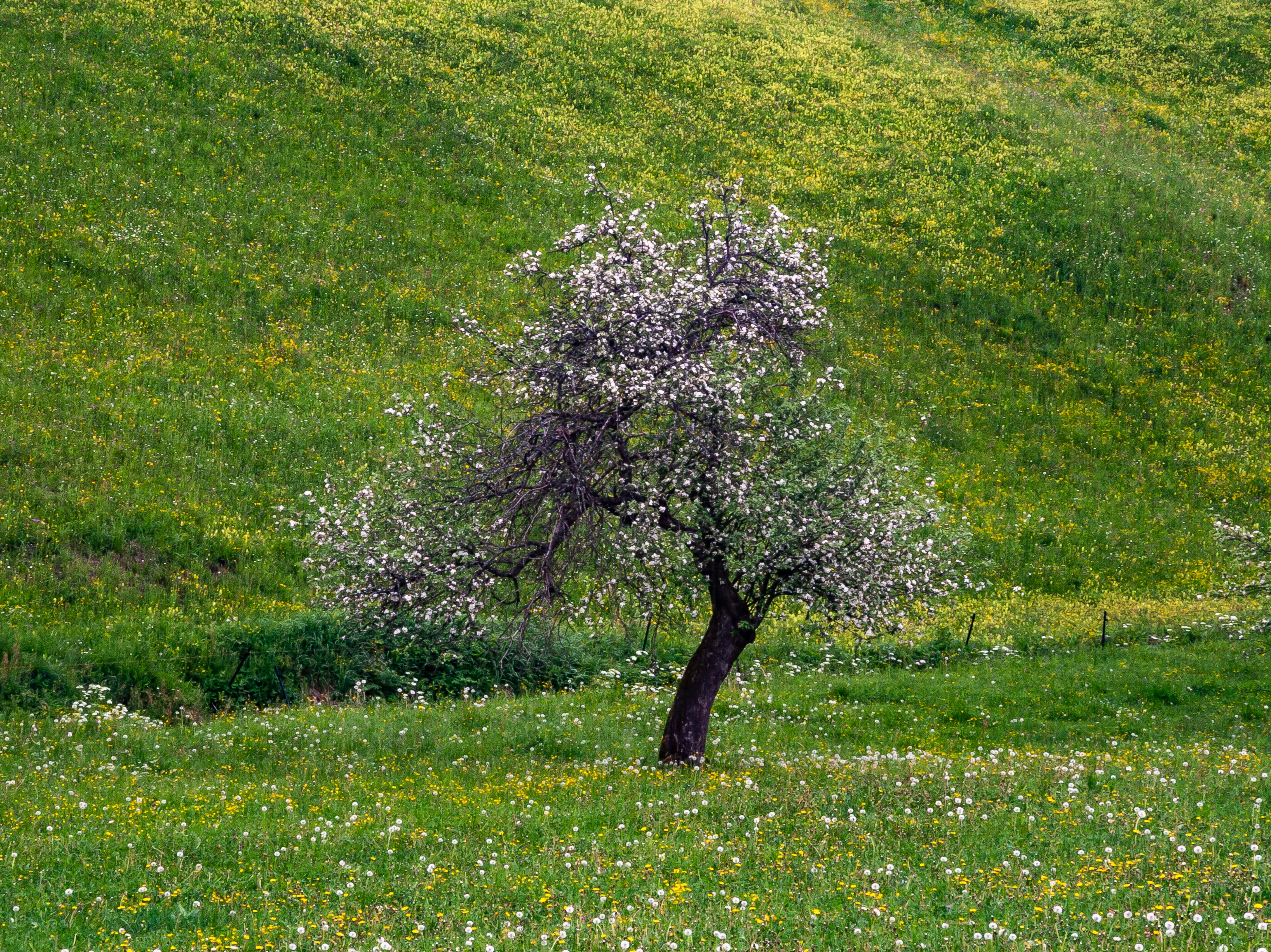 Slovenia, Mezica Prov, Tree, 2006, IMG 8453