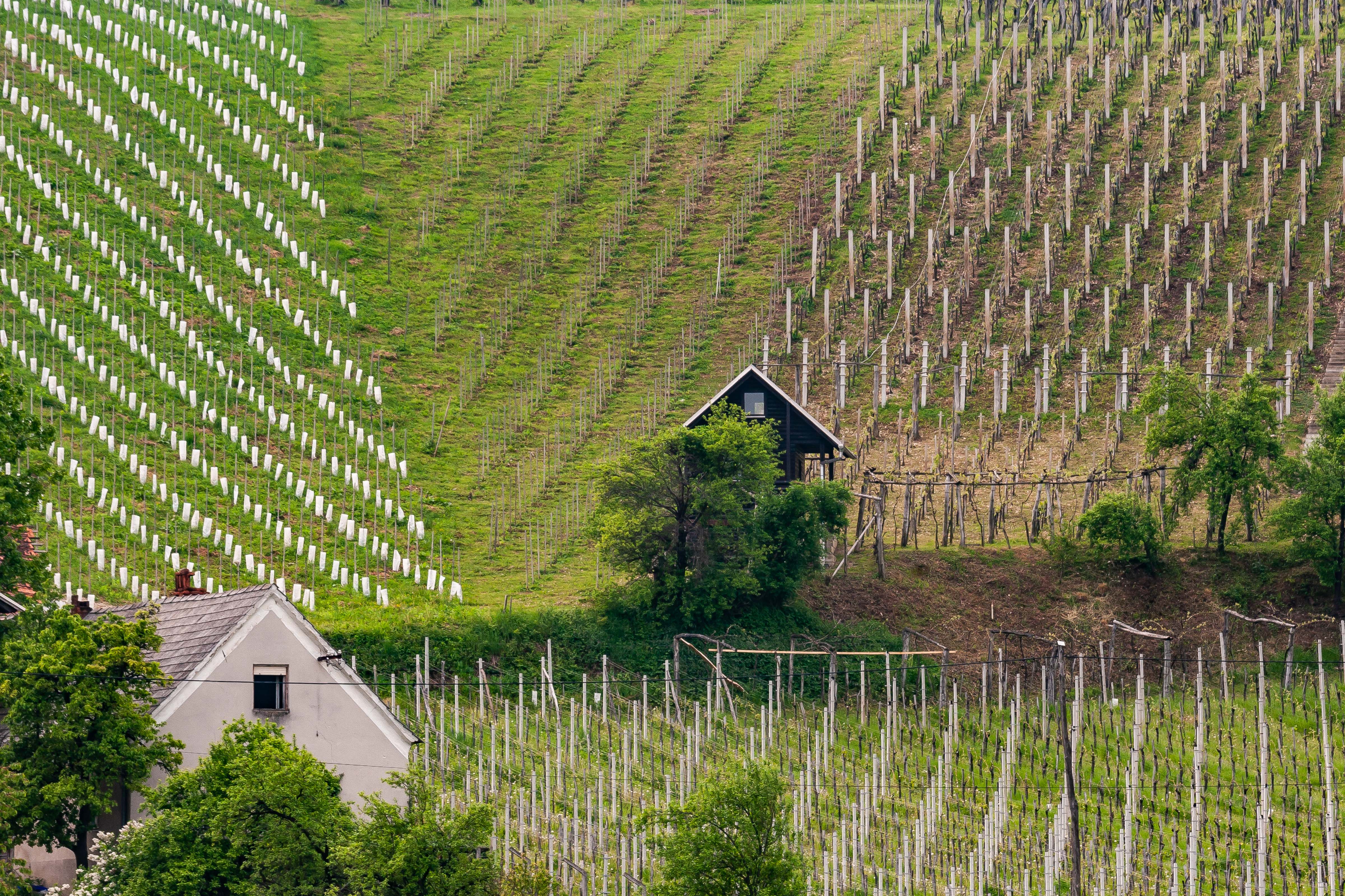 Slovenia, Oplotnica Prov, Vineyards, 2006, IMG 5653