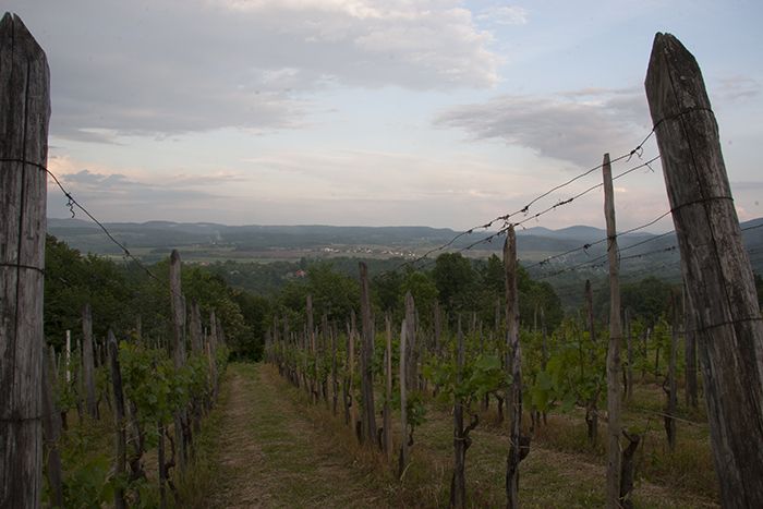 Slovenia, Osilnica Prov, Vineyard, 2006, IMG 7357