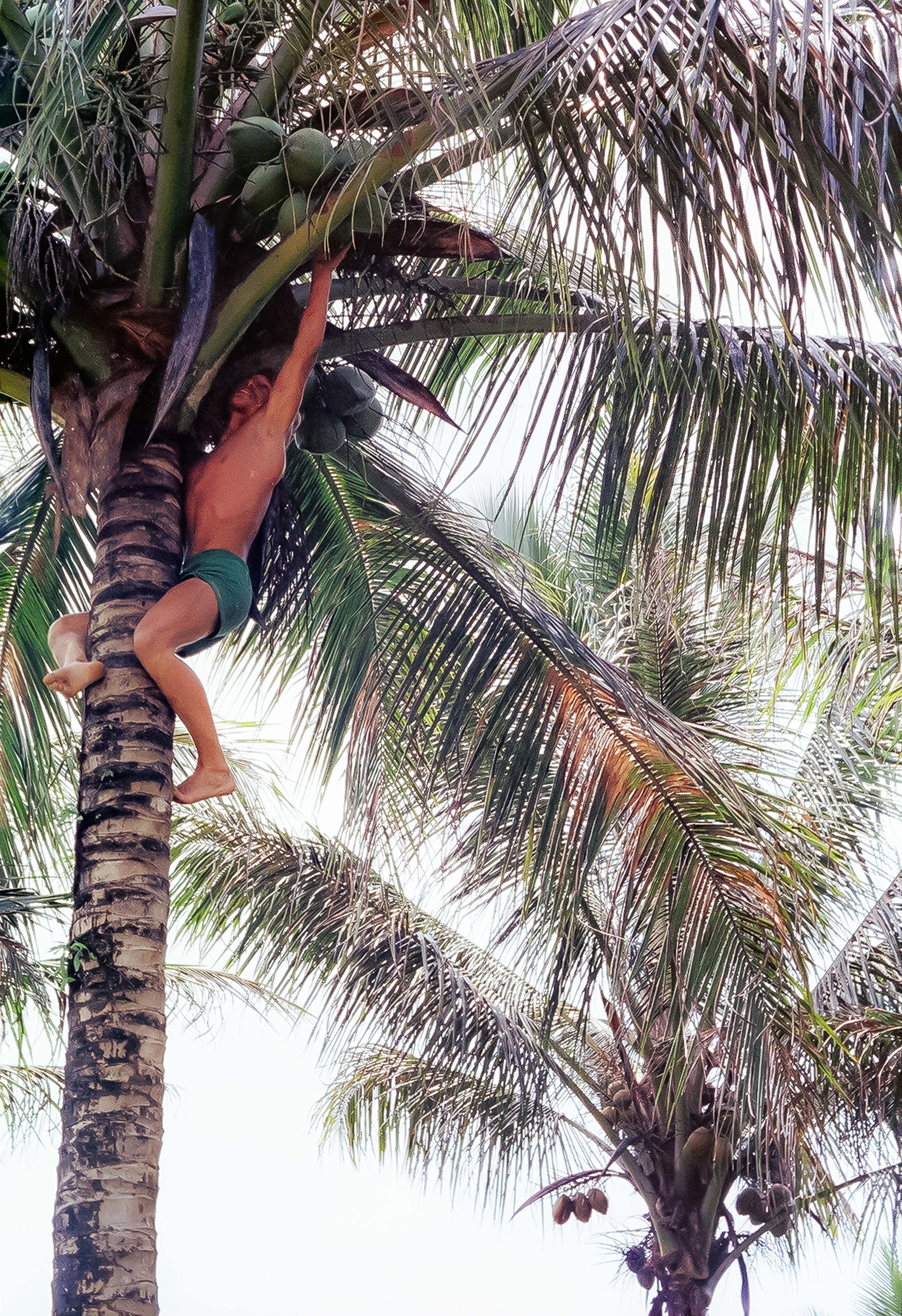 Solomon Islands, Jeff Shea Getting Coconuts, 1983