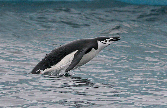 South Sandwich Is, Chinstrap Penguin Leaping Out Of Water, 2006