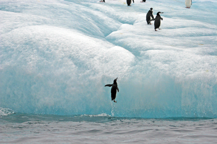 South Sandwich Is, Penguin Jumping Up On Iceberg, 2006